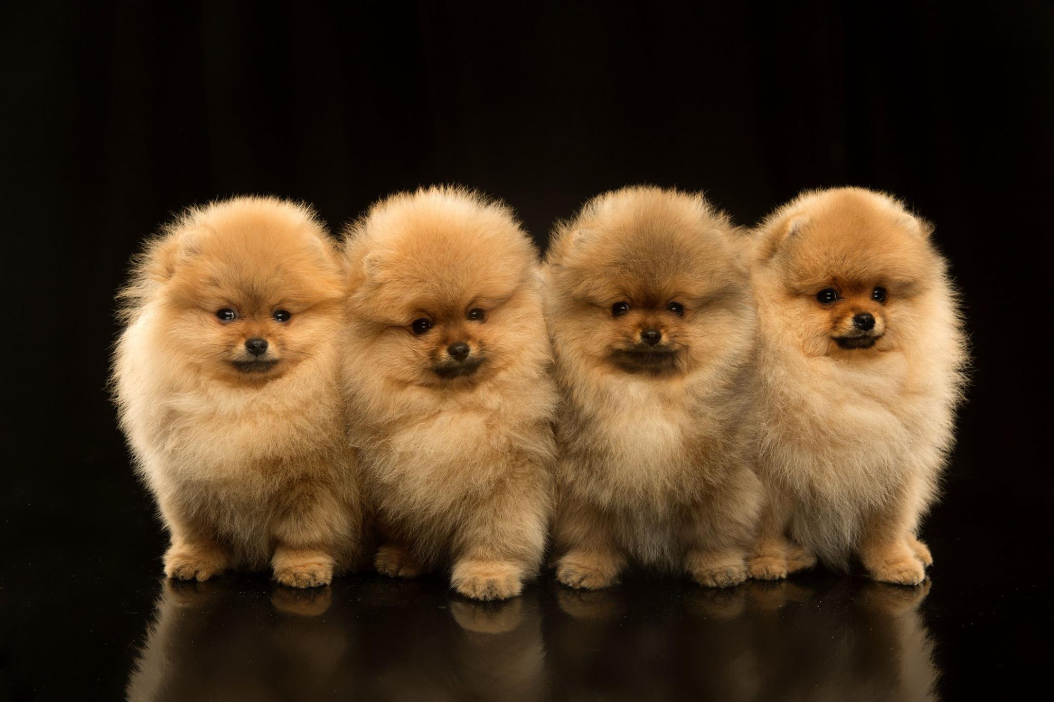 Pupies. Pets and people photographer Kateryna Mumzhynska