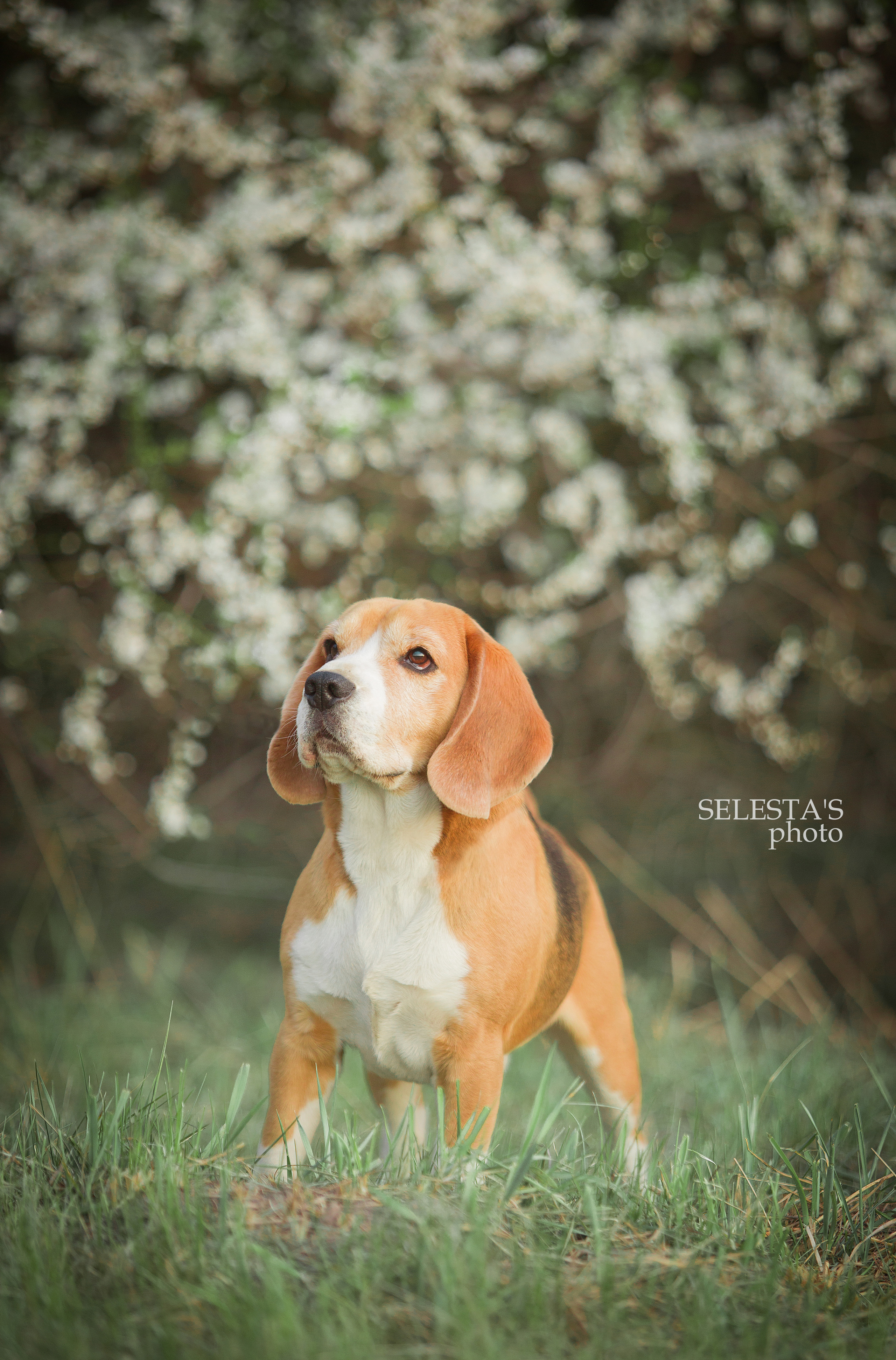 Dogs. Pets and people photographer Kateryna Mumzhynska