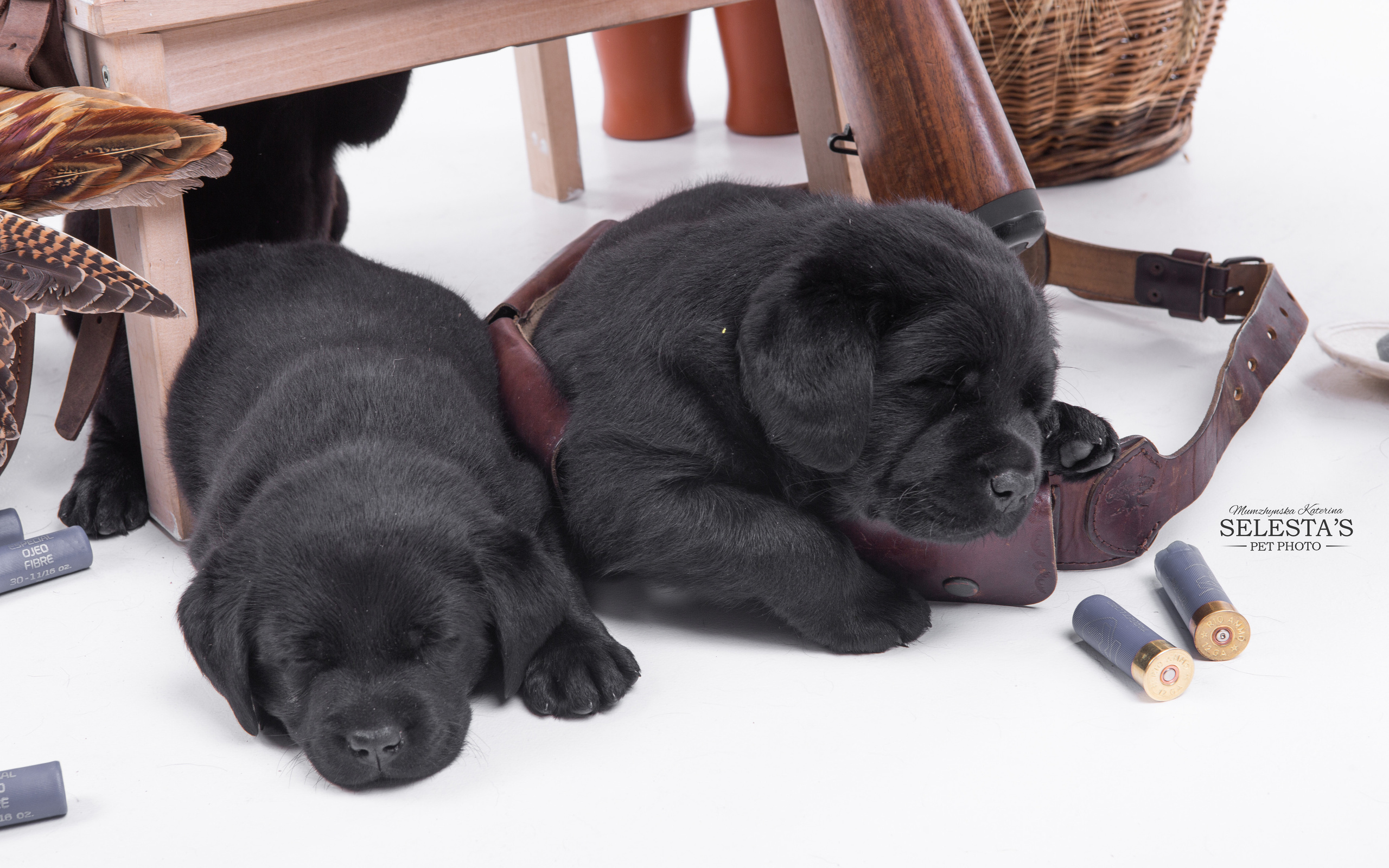 Pupies. Pets and people photographer Kateryna Mumzhynska