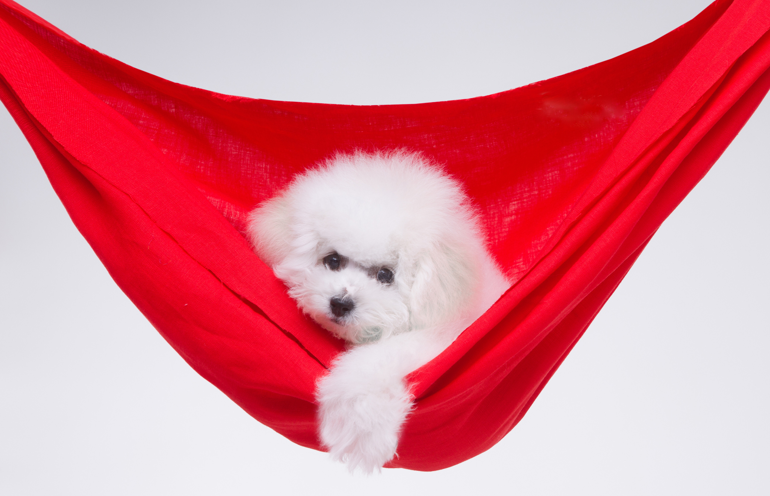 Pupies. Pets and people photographer Kateryna Mumzhynska