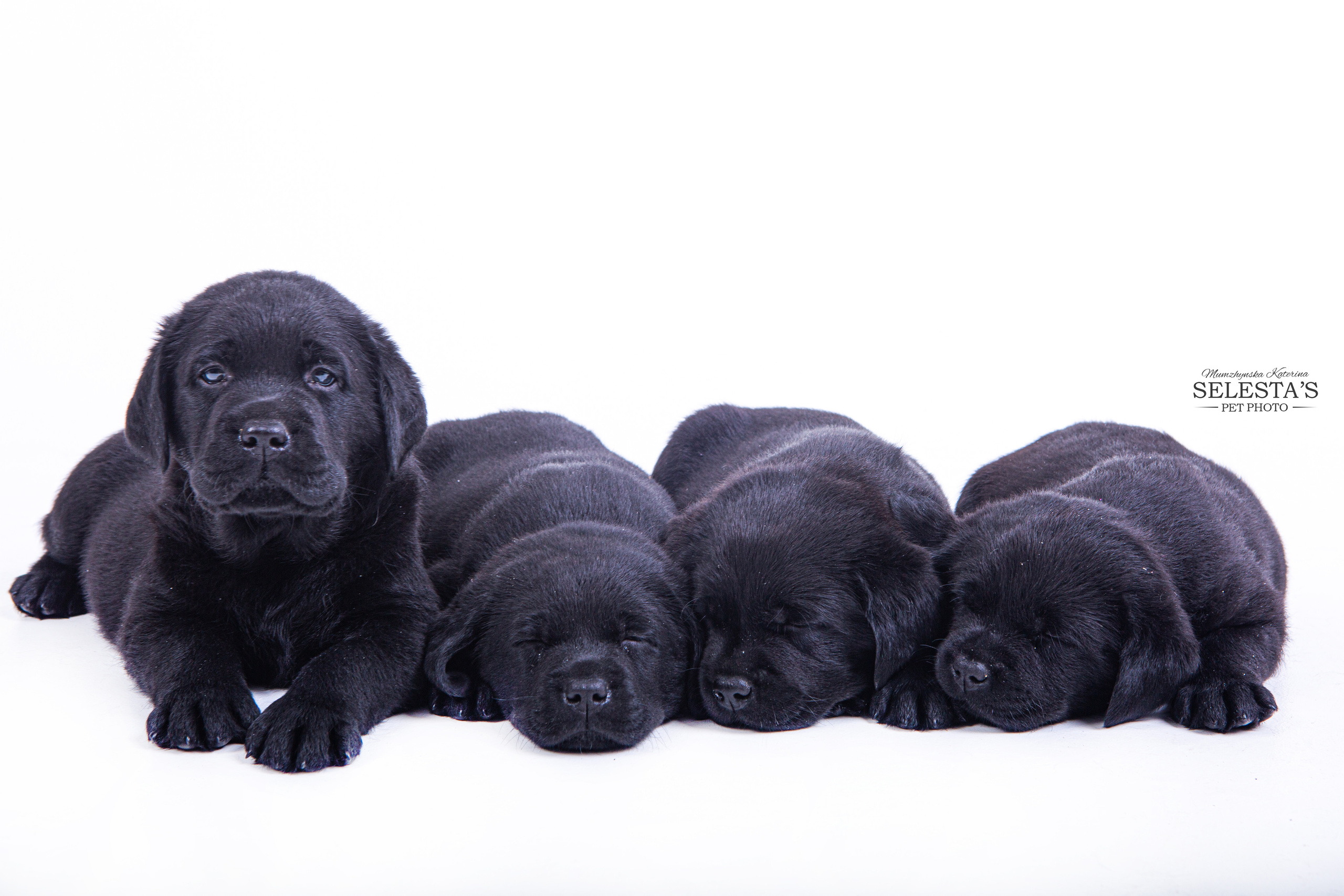 Pupies. Pets and people photographer Kateryna Mumzhynska
