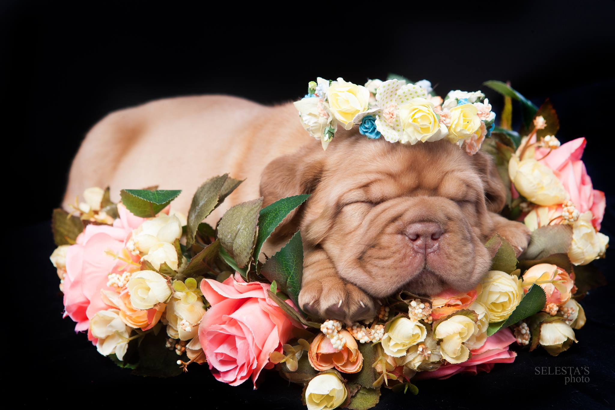 Pupies. Pets and people photographer Kateryna Mumzhynska