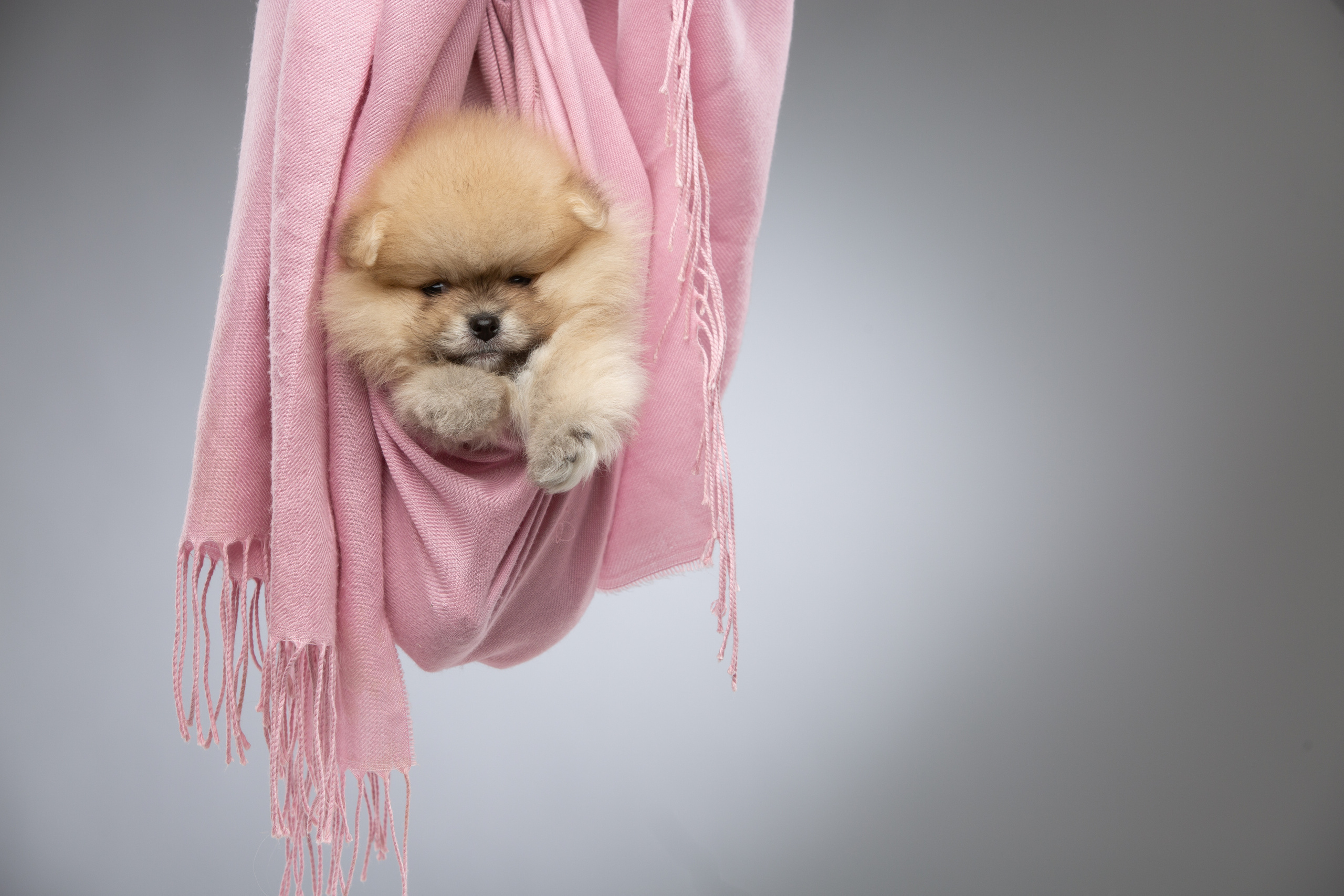 Pupies. Pets and people photographer Kateryna Mumzhynska