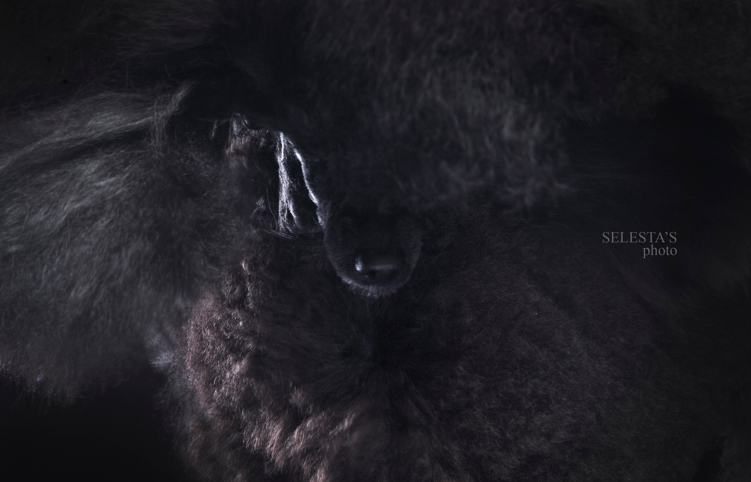 Студиія. Фотограф Катерина Мумжинська