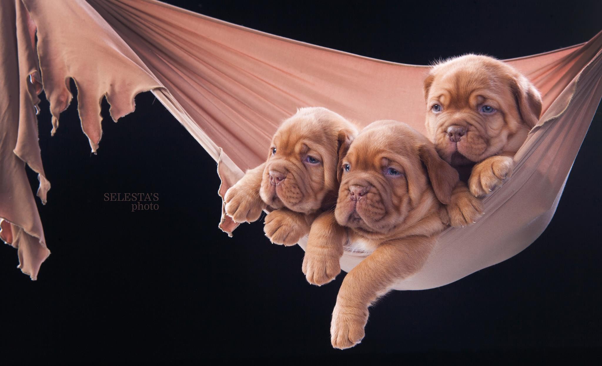 Pupies. Pets and people photographer Kateryna Mumzhynska