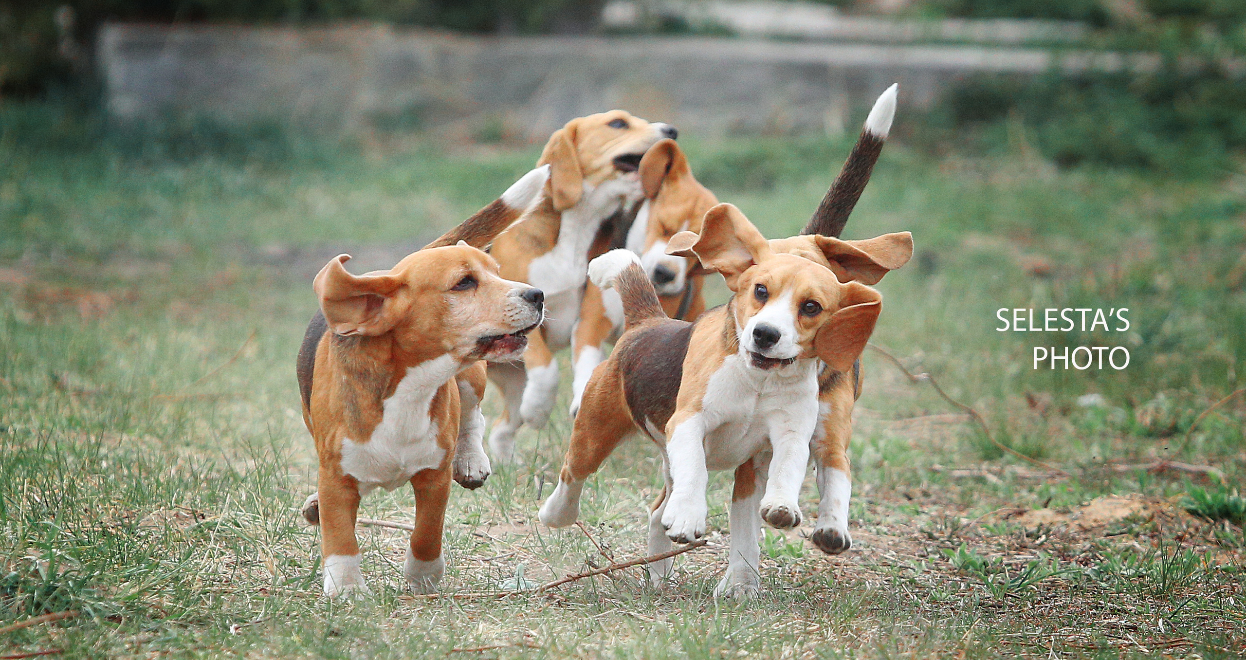 Motion. Pets and people photographer Kateryna Mumzhynska