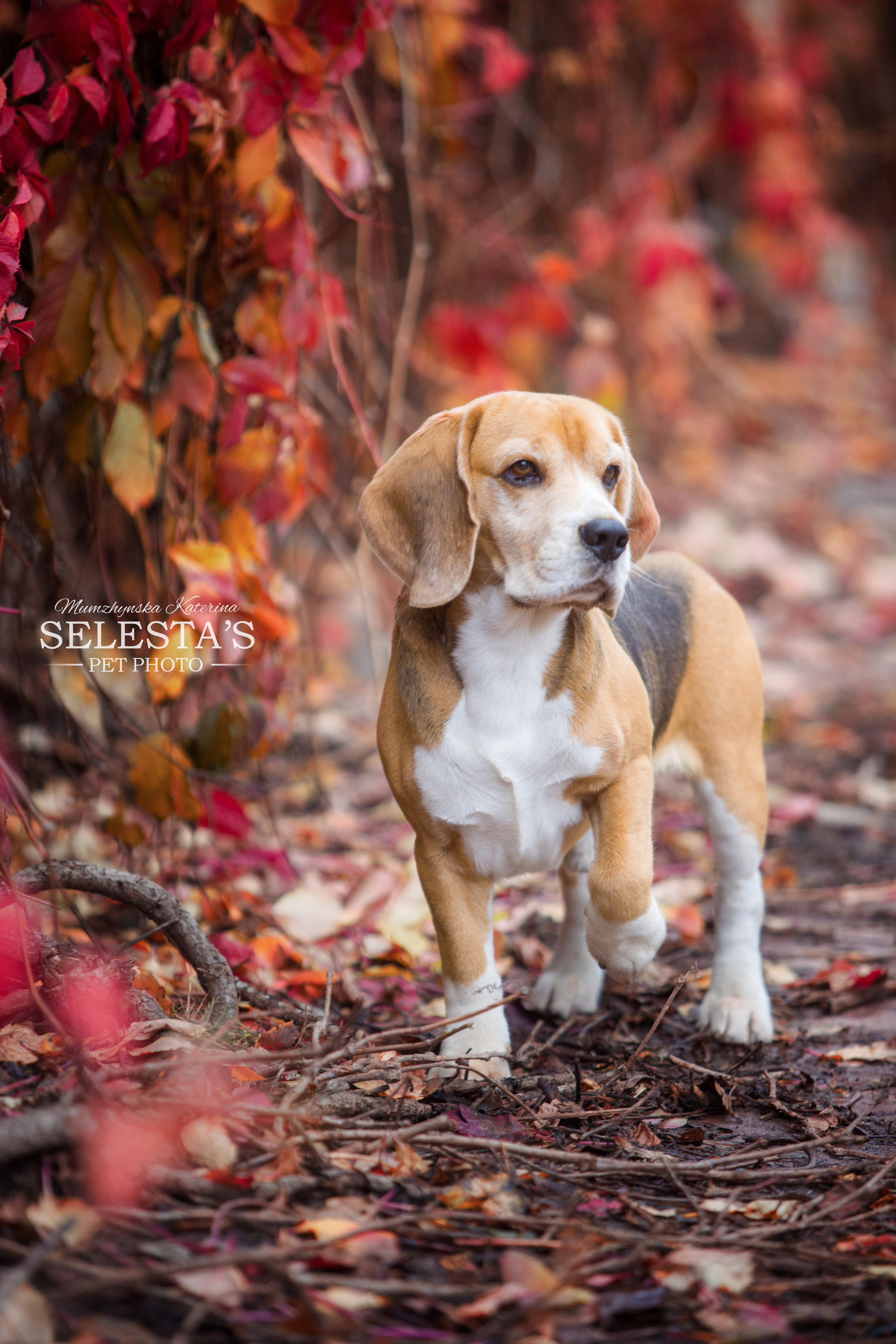 Dogs. Pets and people photographer Kateryna Mumzhynska