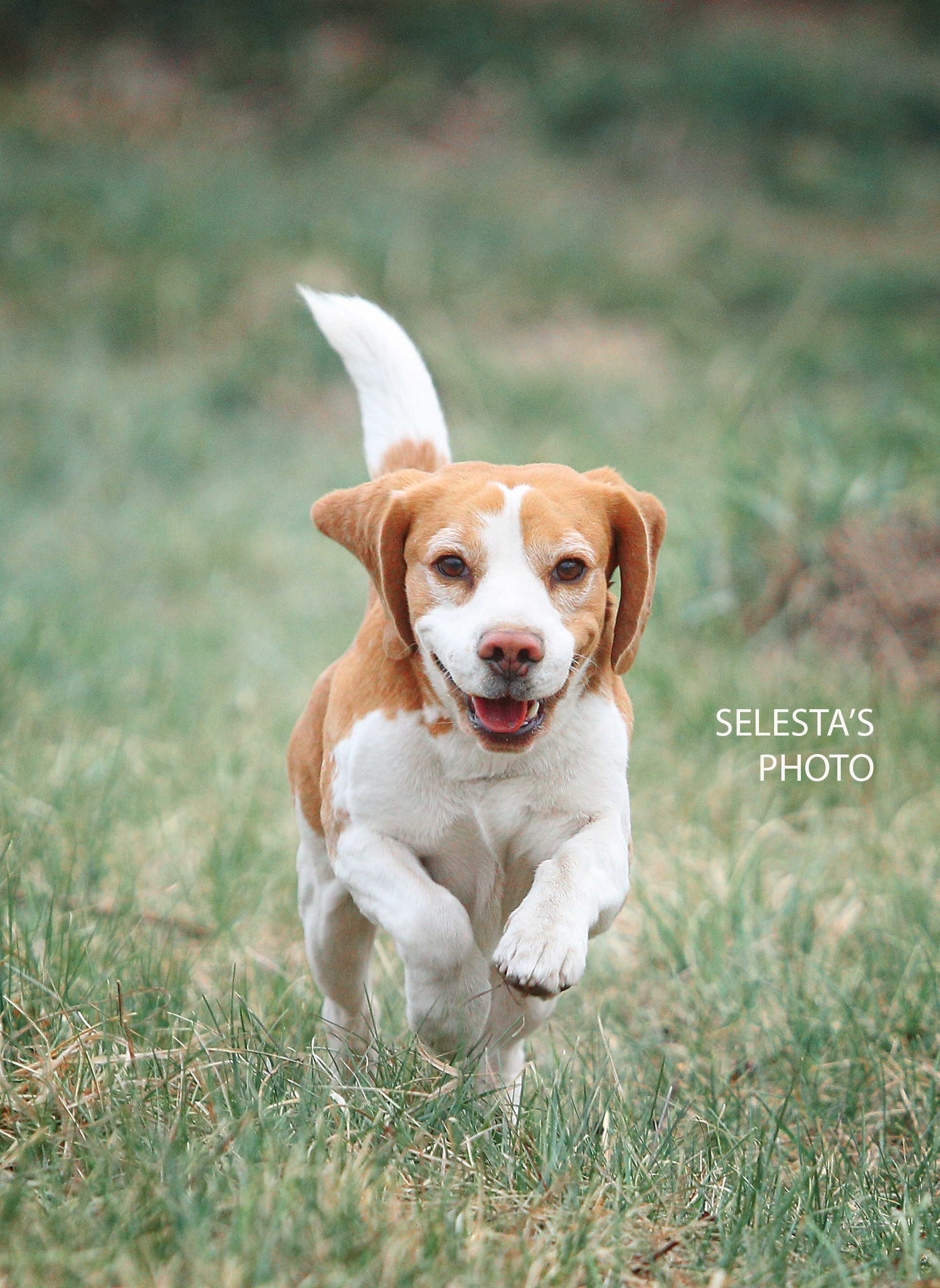 Motion. Pets and people photographer Kateryna Mumzhynska