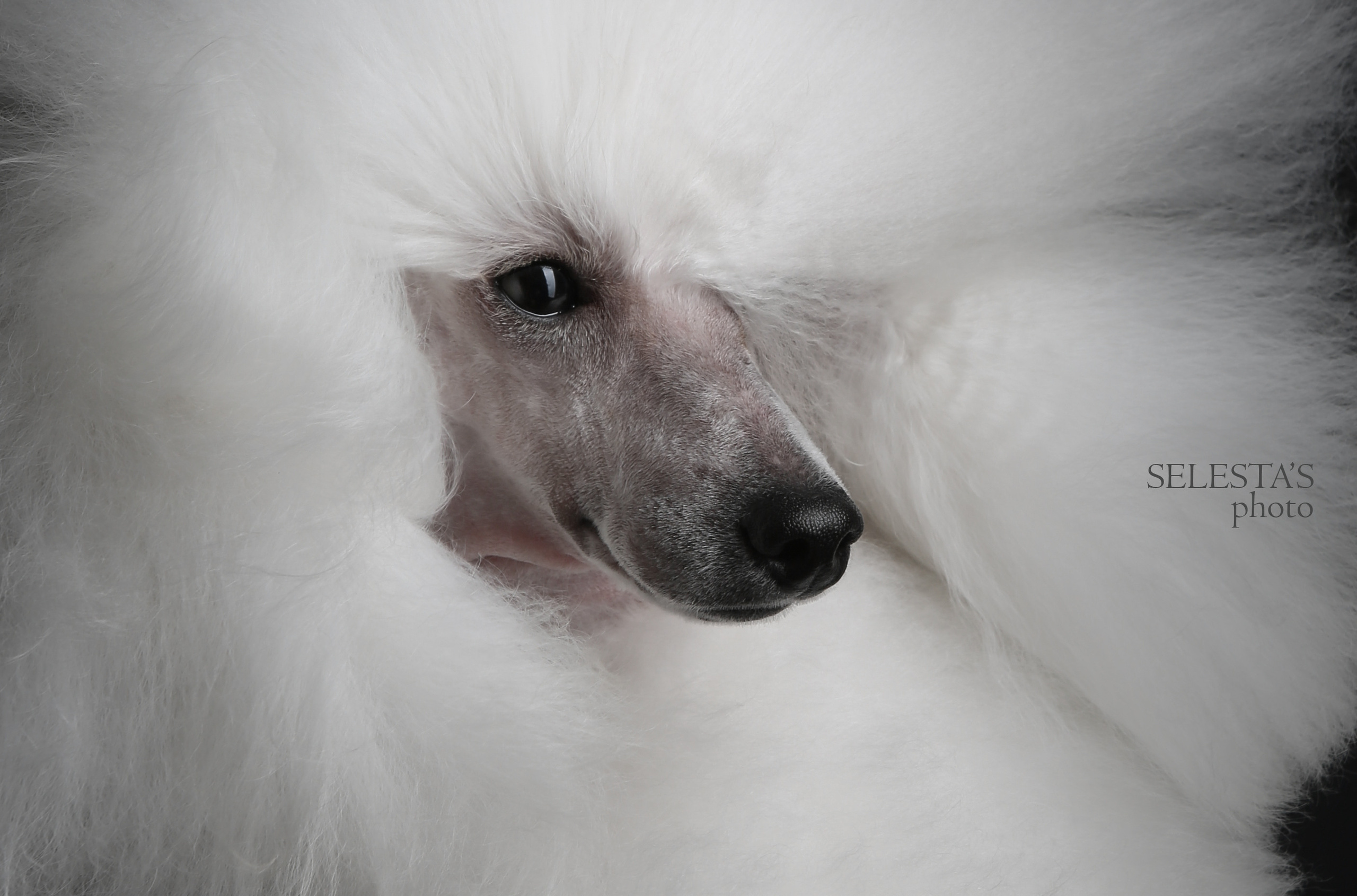 Студиія. Фотограф Катерина Мумжинська