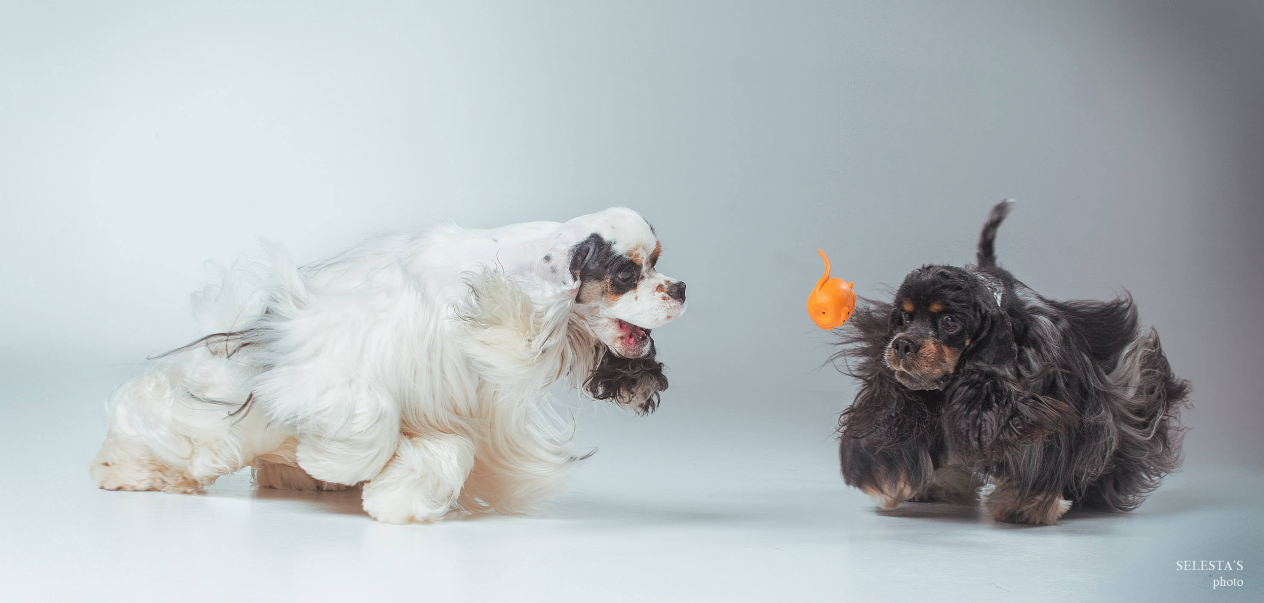 Аdvertising. Pets and people photographer Kateryna Mumzhynska