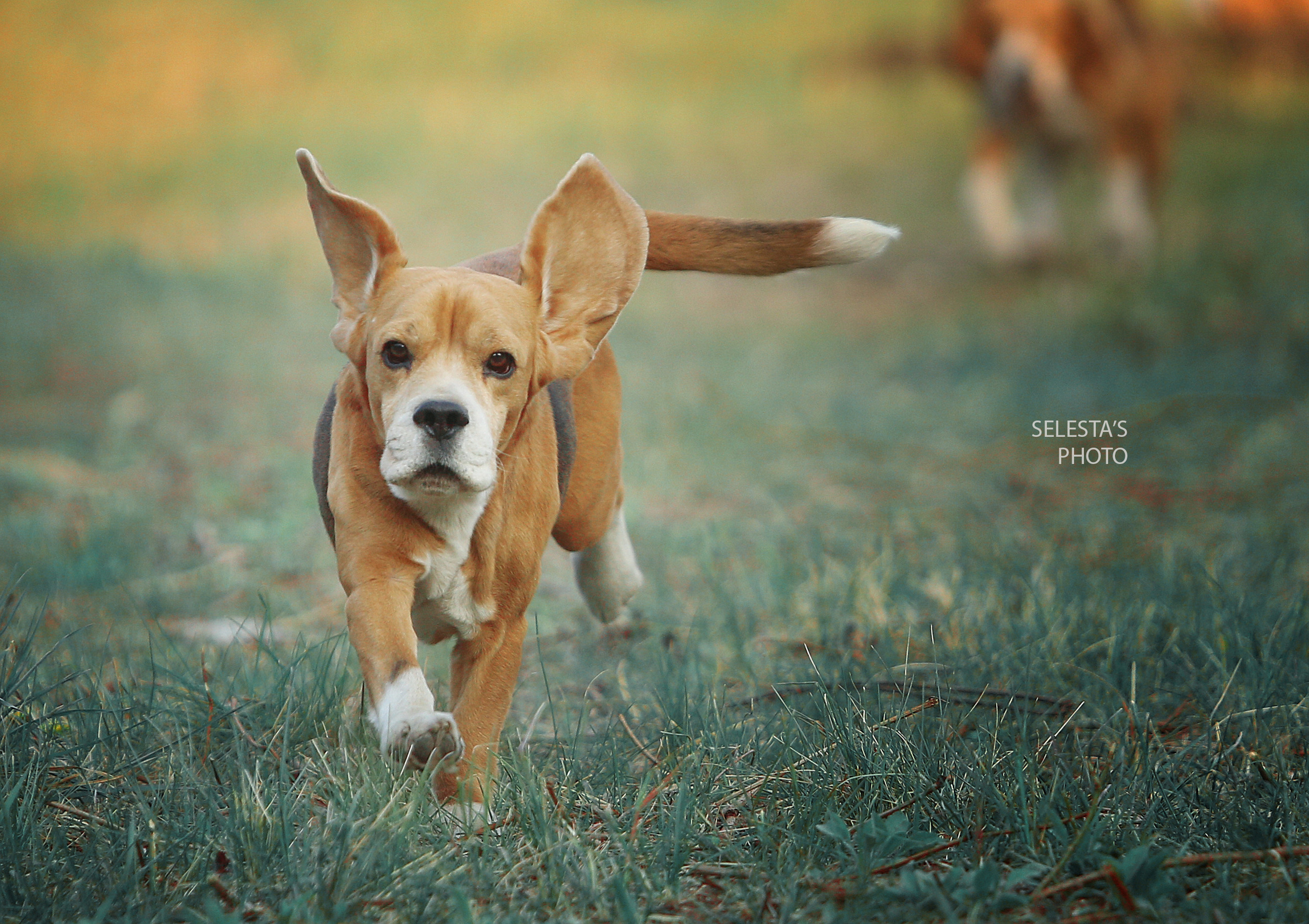 Motion. Pets and people photographer Kateryna Mumzhynska