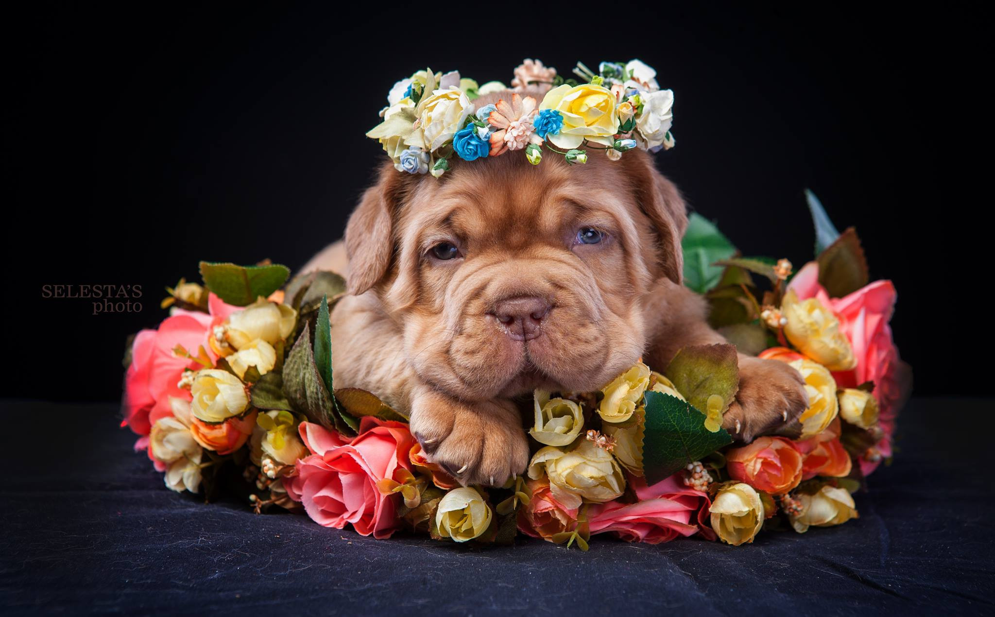 Pupies. Pets and people photographer Kateryna Mumzhynska