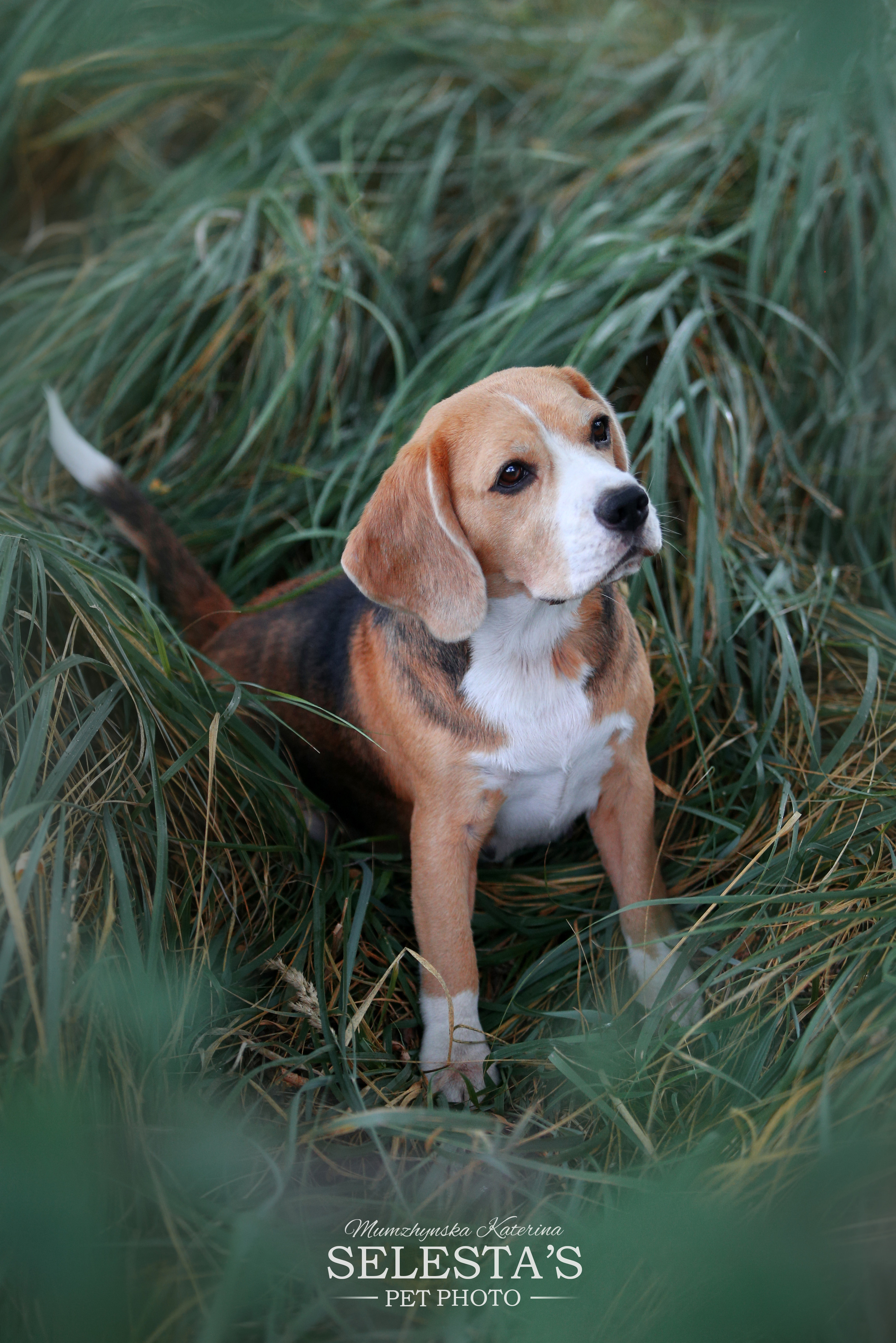 Dogs. Pets and people photographer Kateryna Mumzhynska