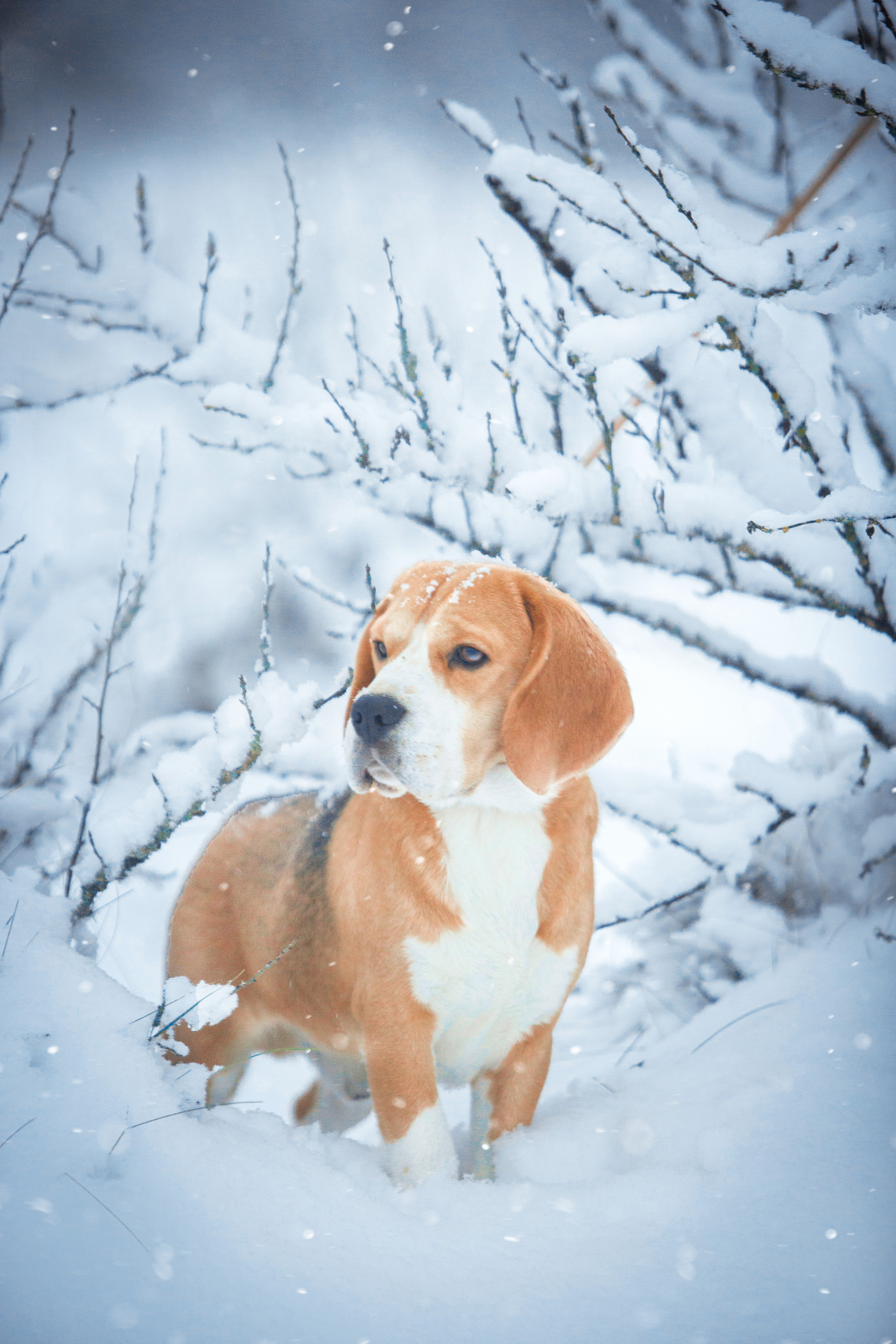 Dogs. Pets and people photographer Kateryna Mumzhynska