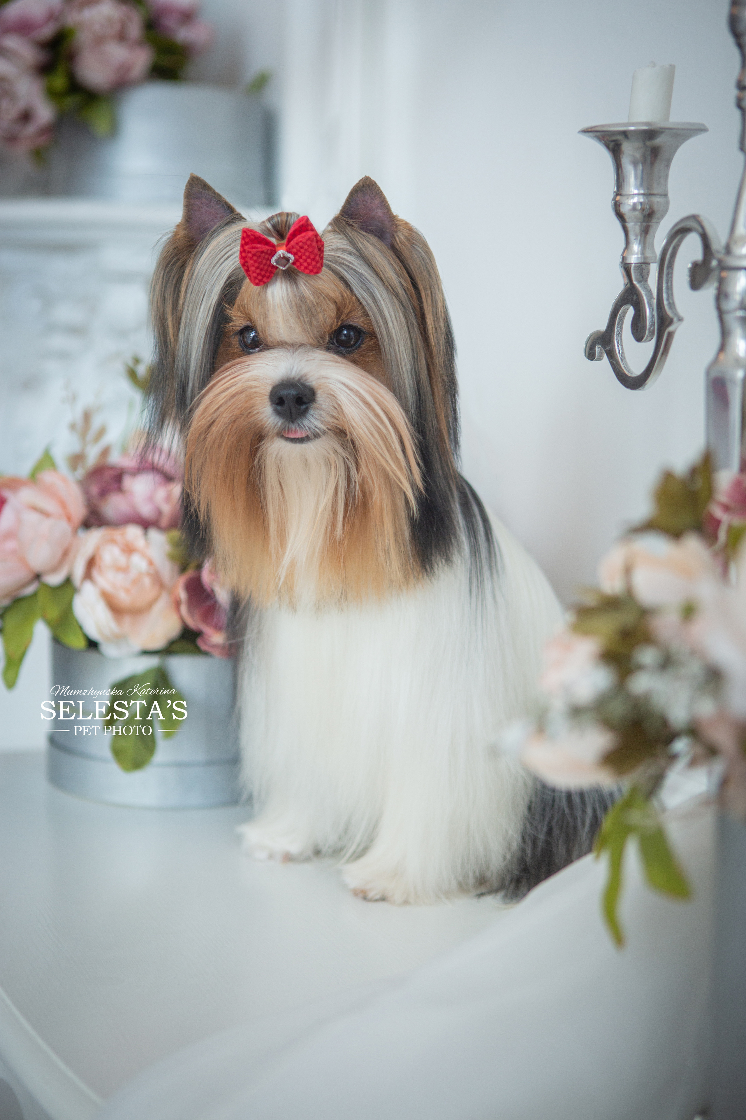 Dogs. Pets and people photographer Kateryna Mumzhynska