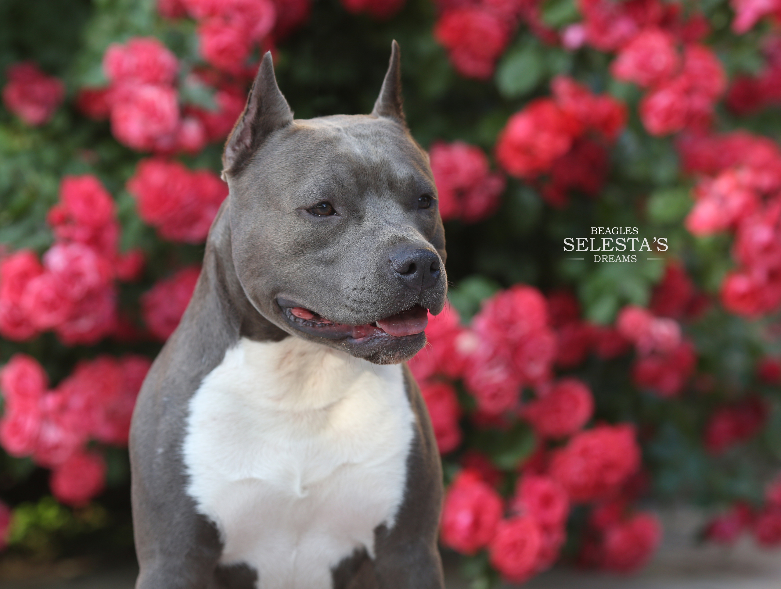 Dogs. Pets and people photographer Kateryna Mumzhynska