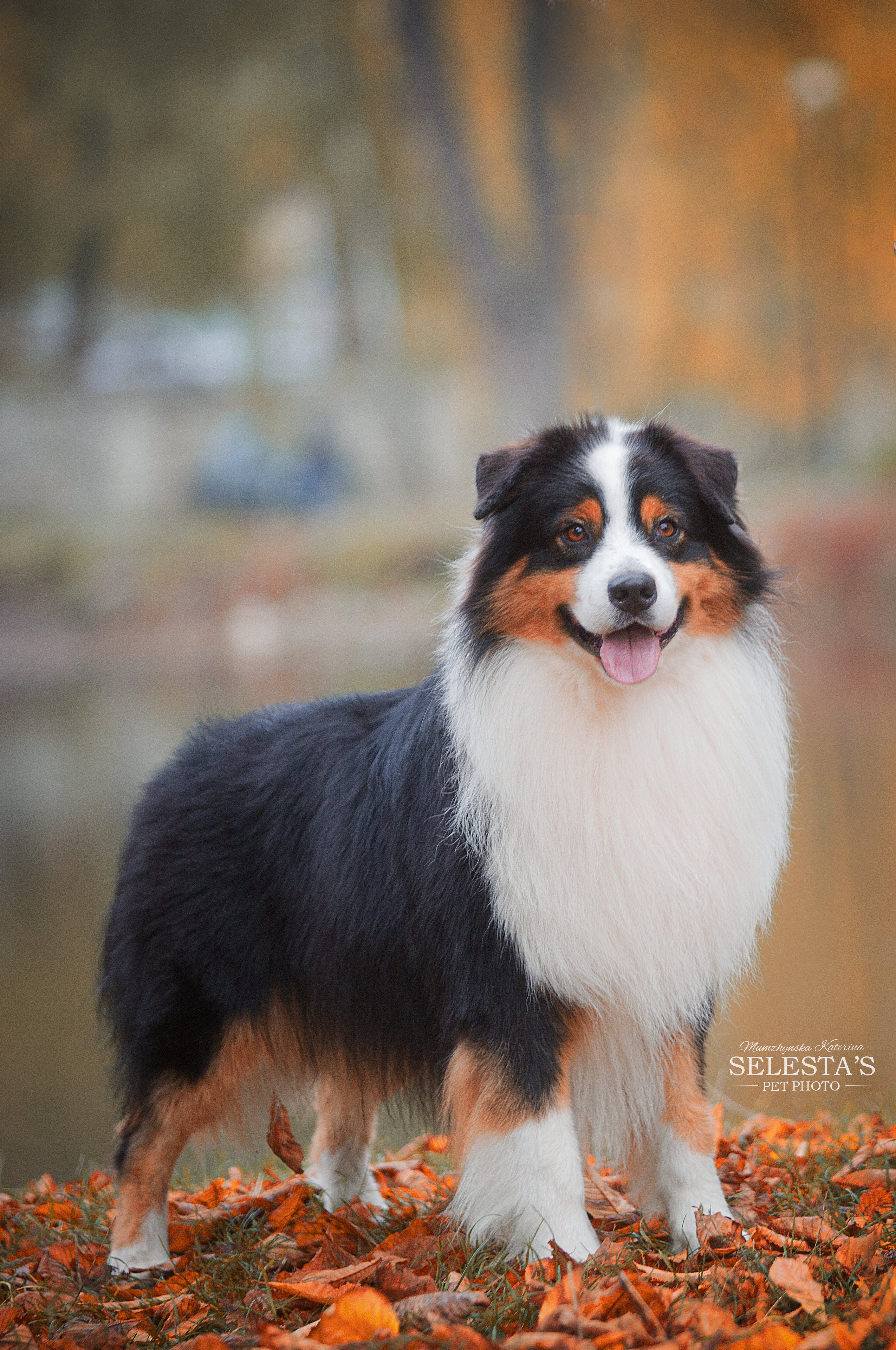 Dogs. Pets and people photographer Kateryna Mumzhynska