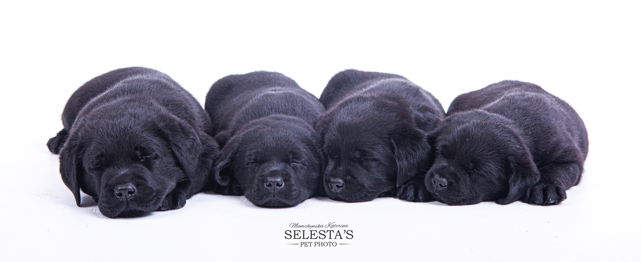 Pupies. Pets and people photographer Kateryna Mumzhynska