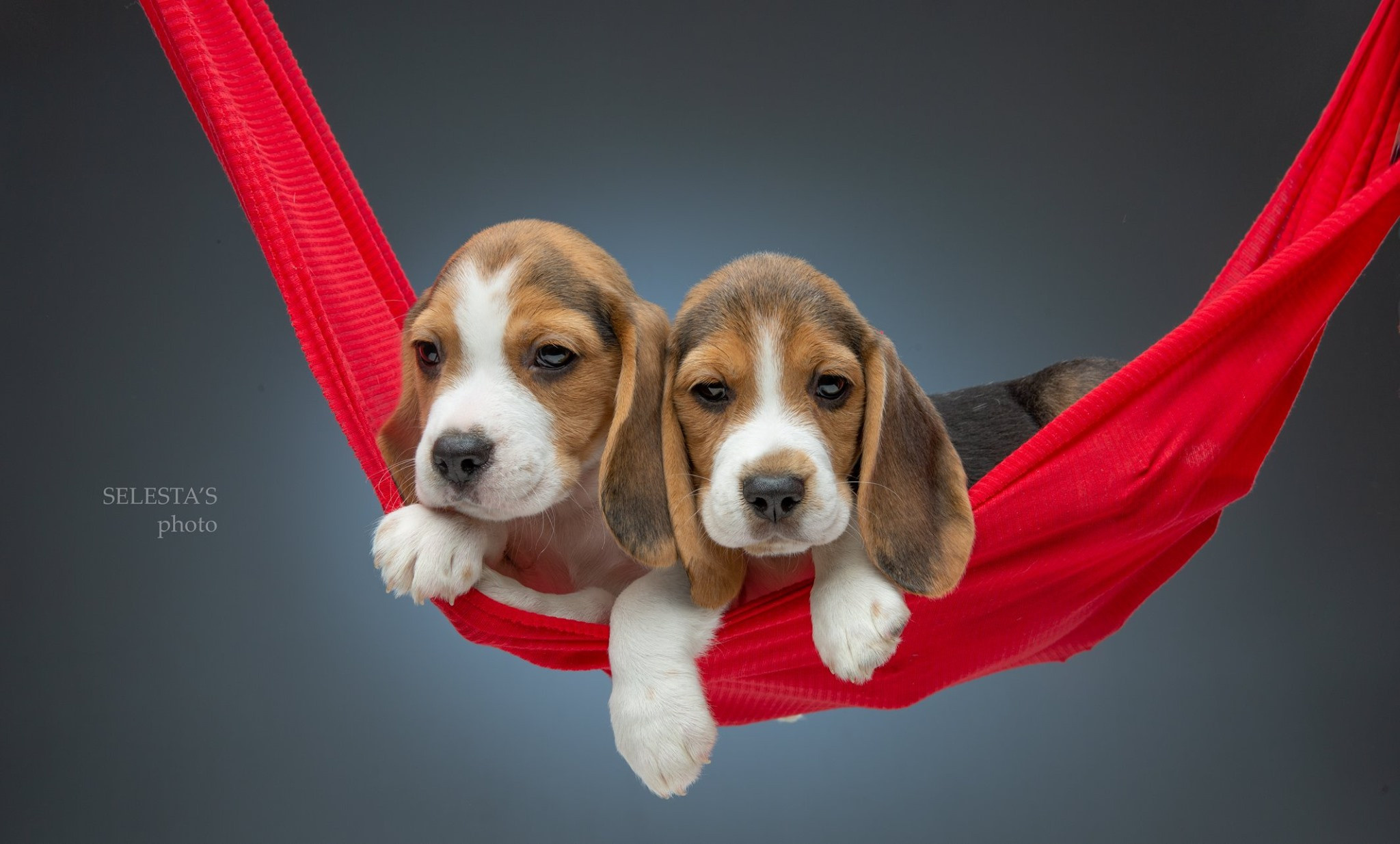 Pupies. Pets and people photographer Kateryna Mumzhynska