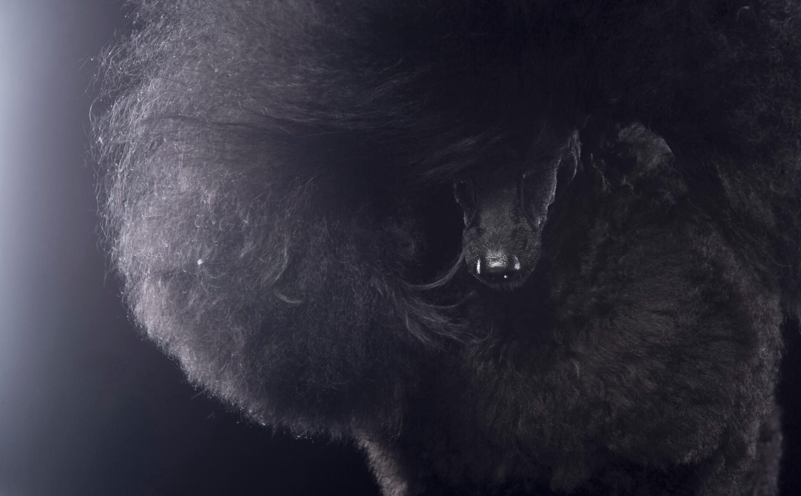 Студиія. Фотограф Катерина Мумжинська