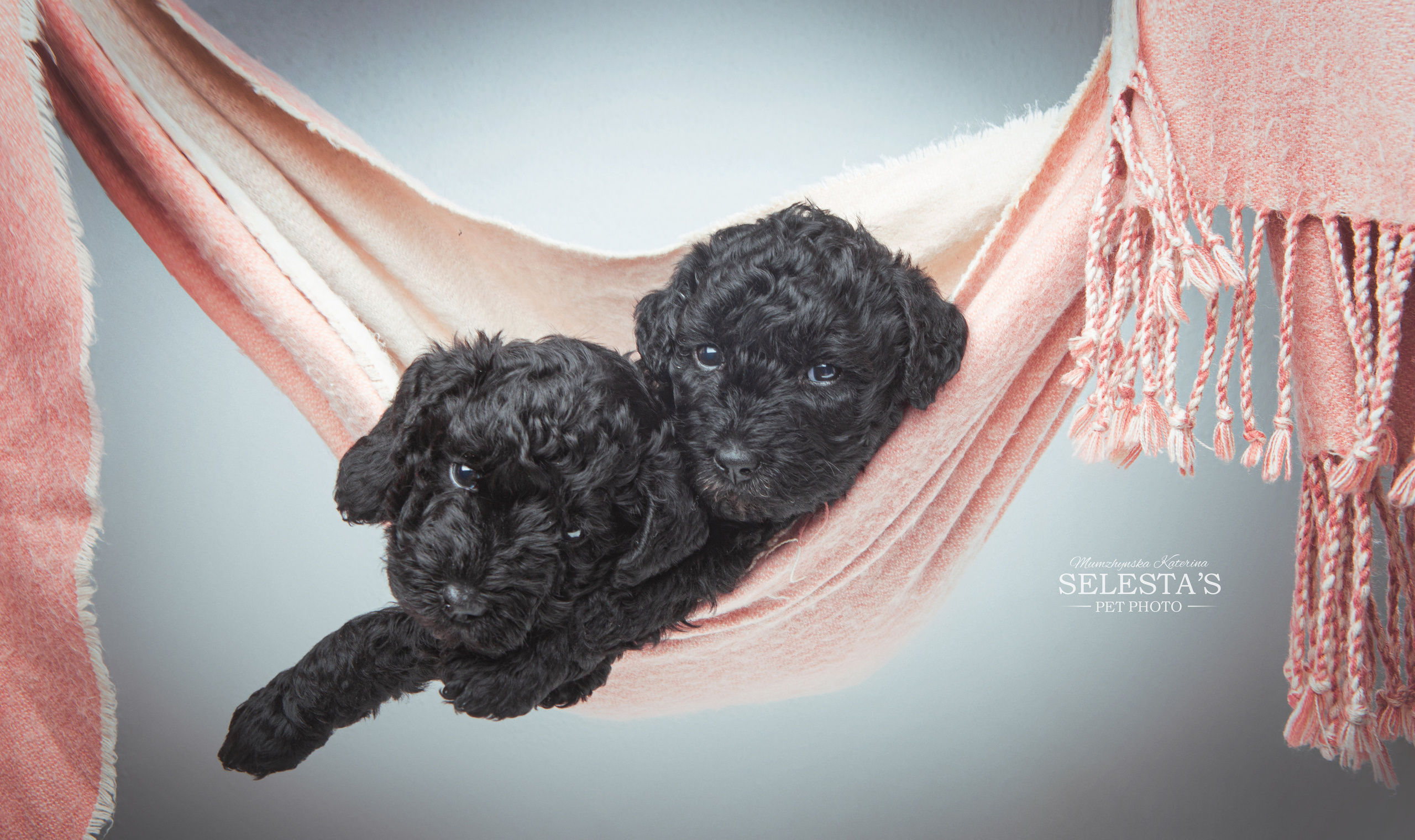 Pupies. Pets and people photographer Kateryna Mumzhynska