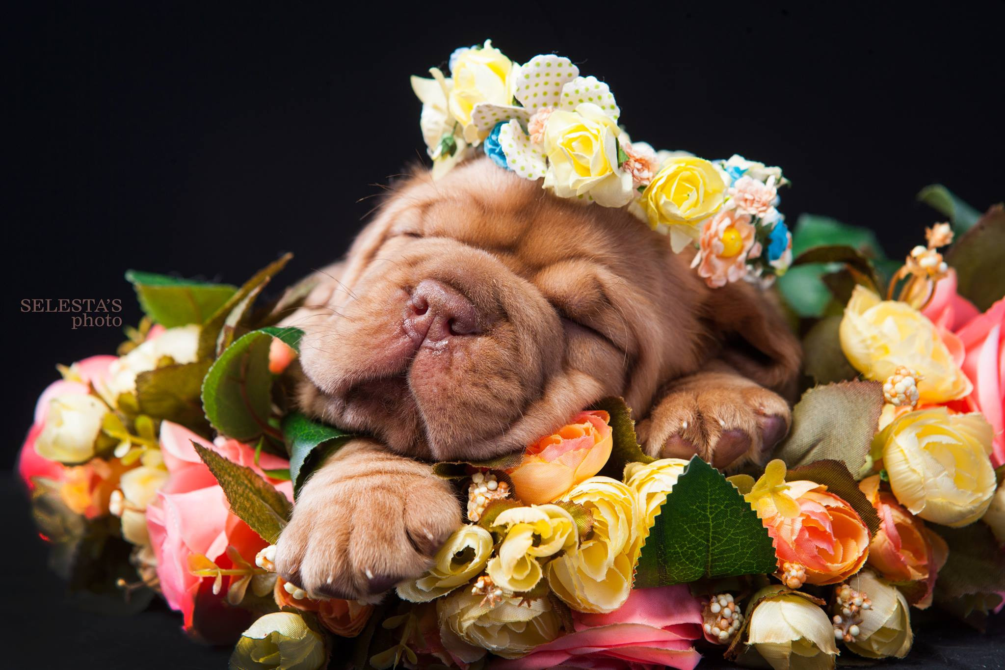 Pupies. Pets and people photographer Kateryna Mumzhynska