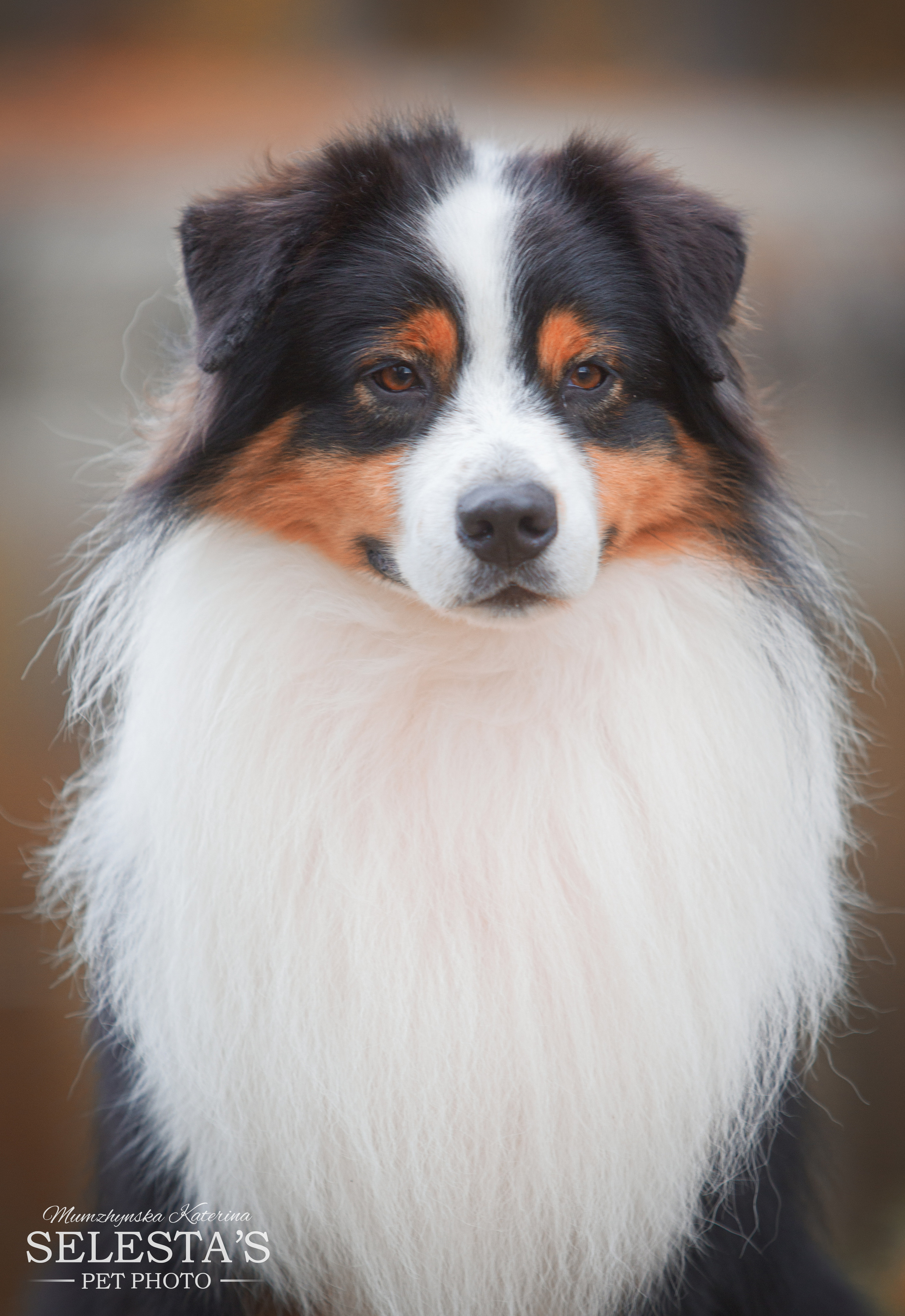 Dogs. Pets and people photographer Kateryna Mumzhynska