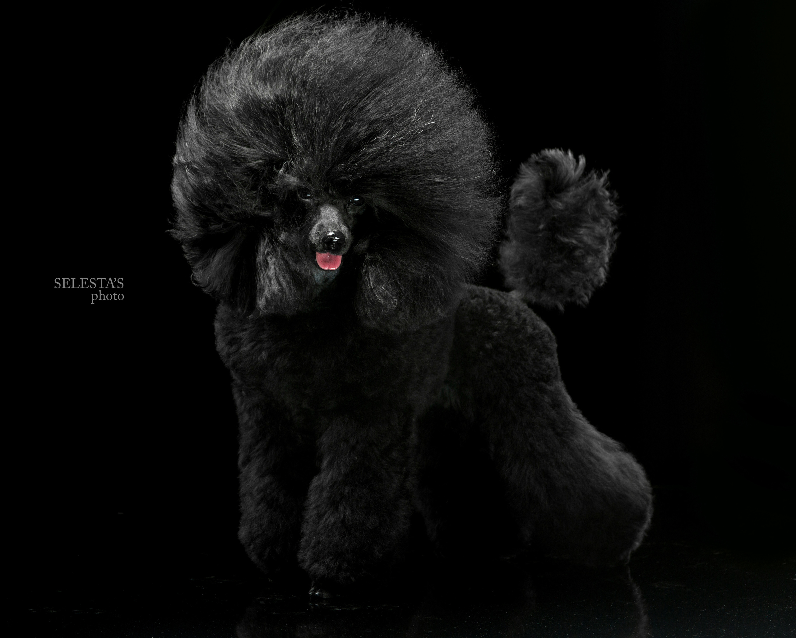 Студиія. Фотограф Катерина Мумжинська