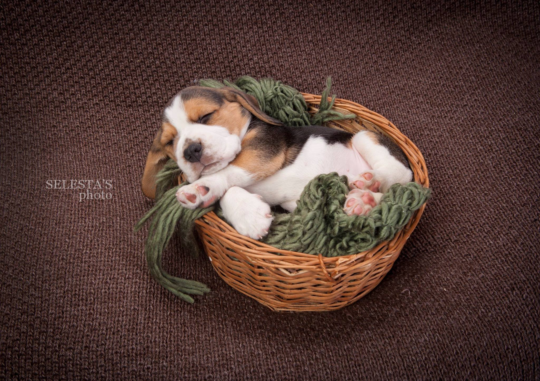Pupies. Pets and people photographer Kateryna Mumzhynska