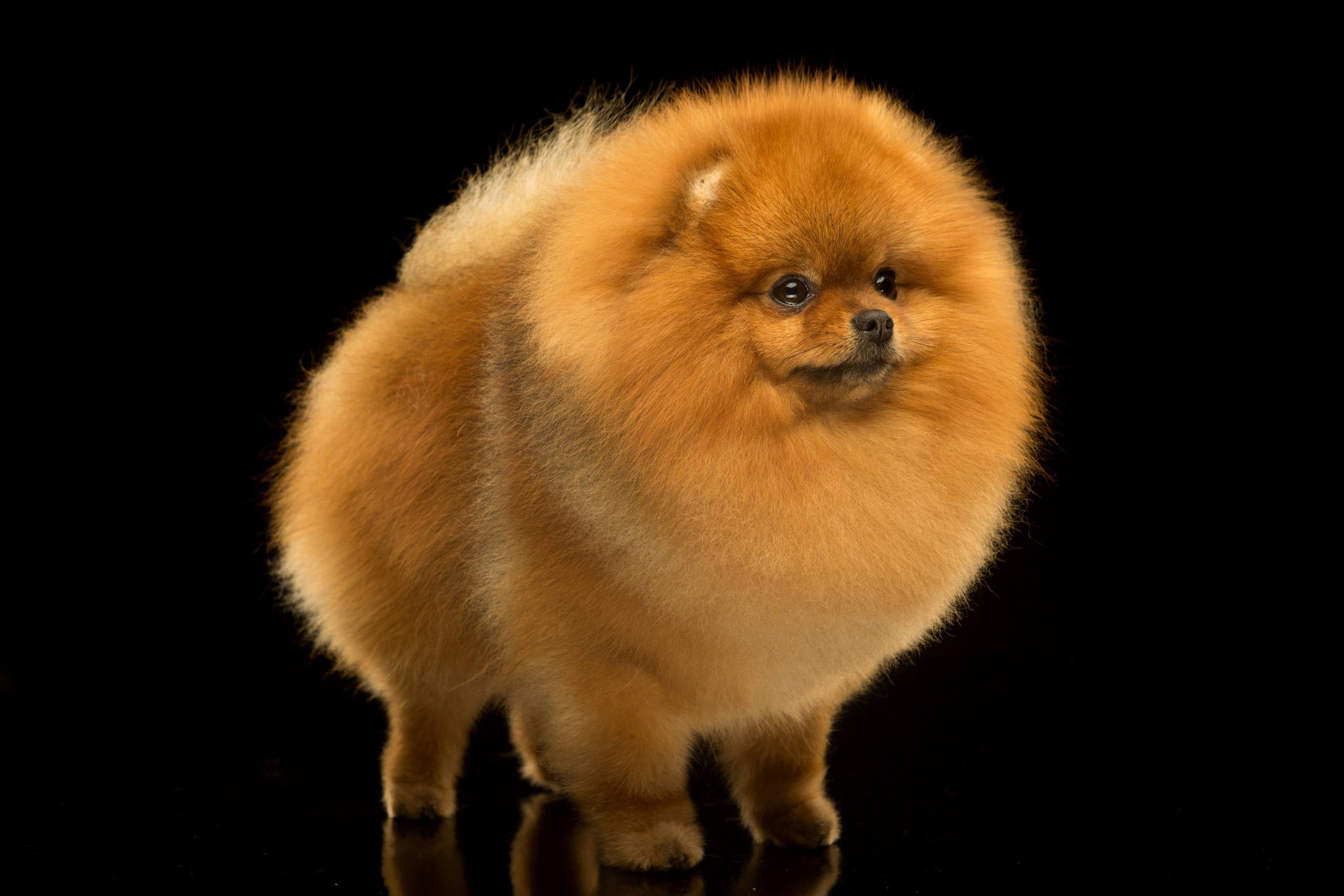 Студиія. Фотограф Катерина Мумжинська