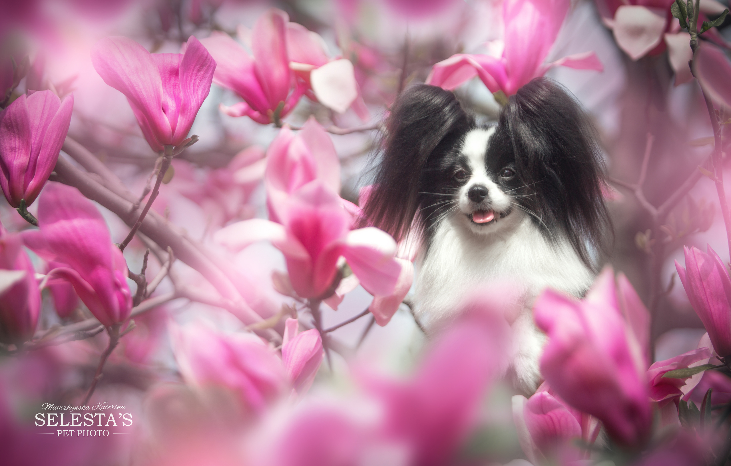 Dogs. Pets and people photographer Kateryna Mumzhynska