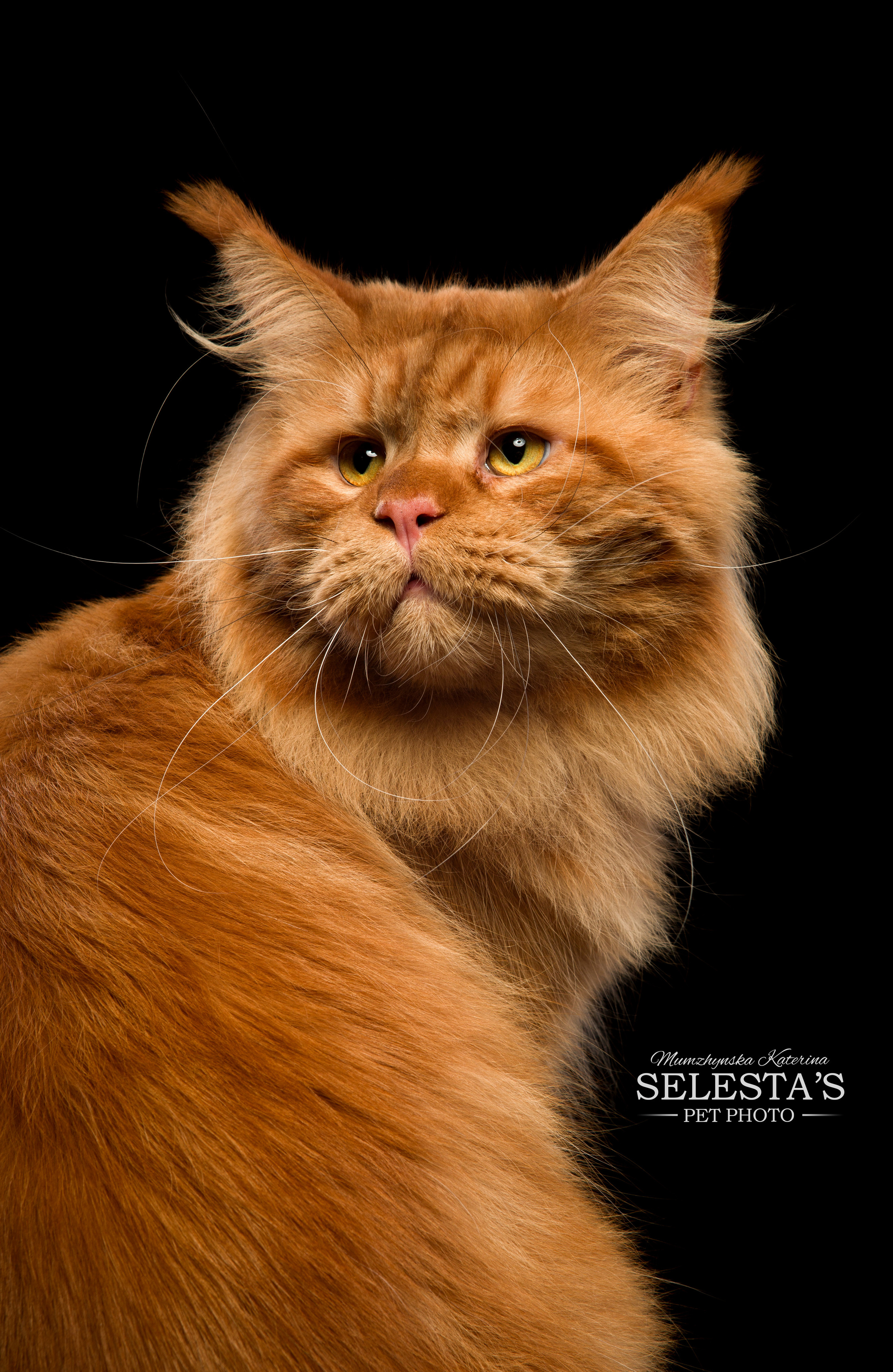 Cats. Pets and people photographer Kateryna Mumzhynska