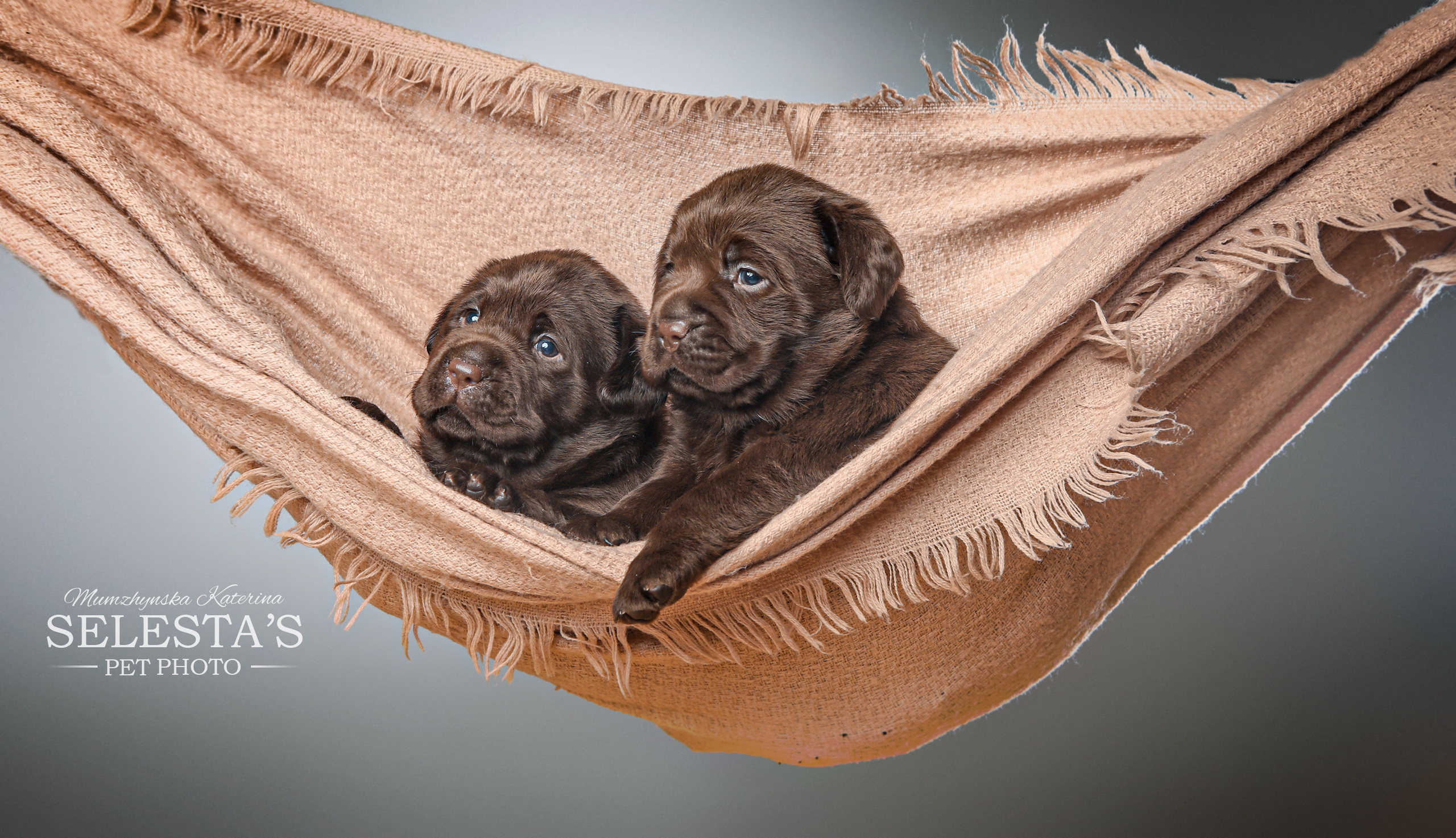 Pupies. Pets and people photographer Kateryna Mumzhynska