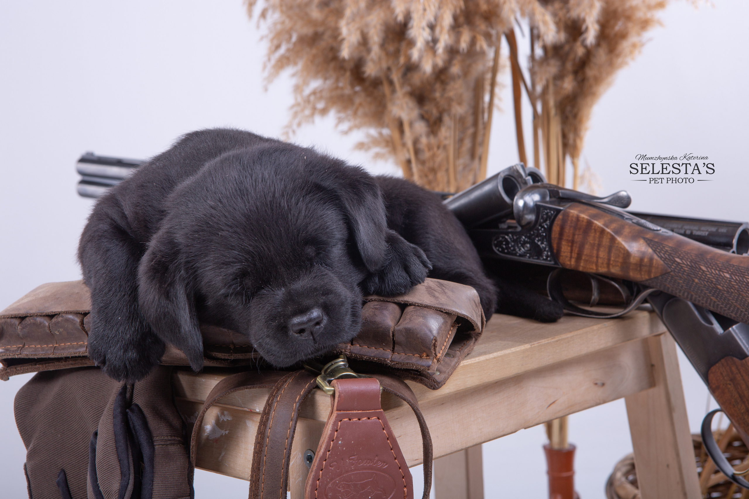 Pupies. Pets and people photographer Kateryna Mumzhynska