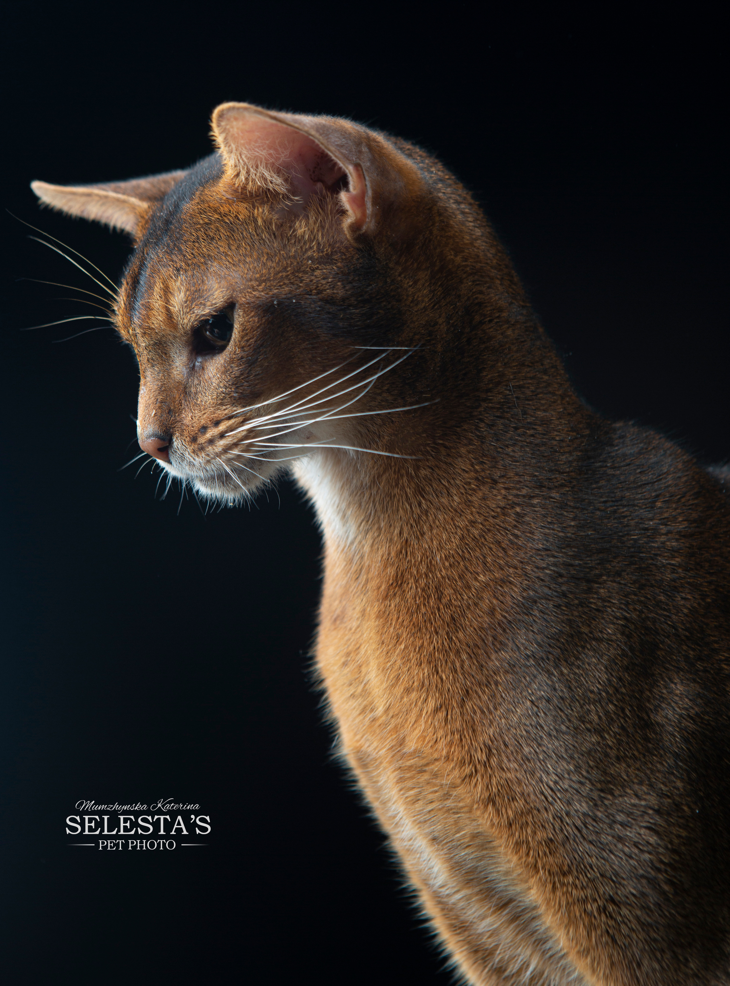 Cats. Pets and people photographer Kateryna Mumzhynska