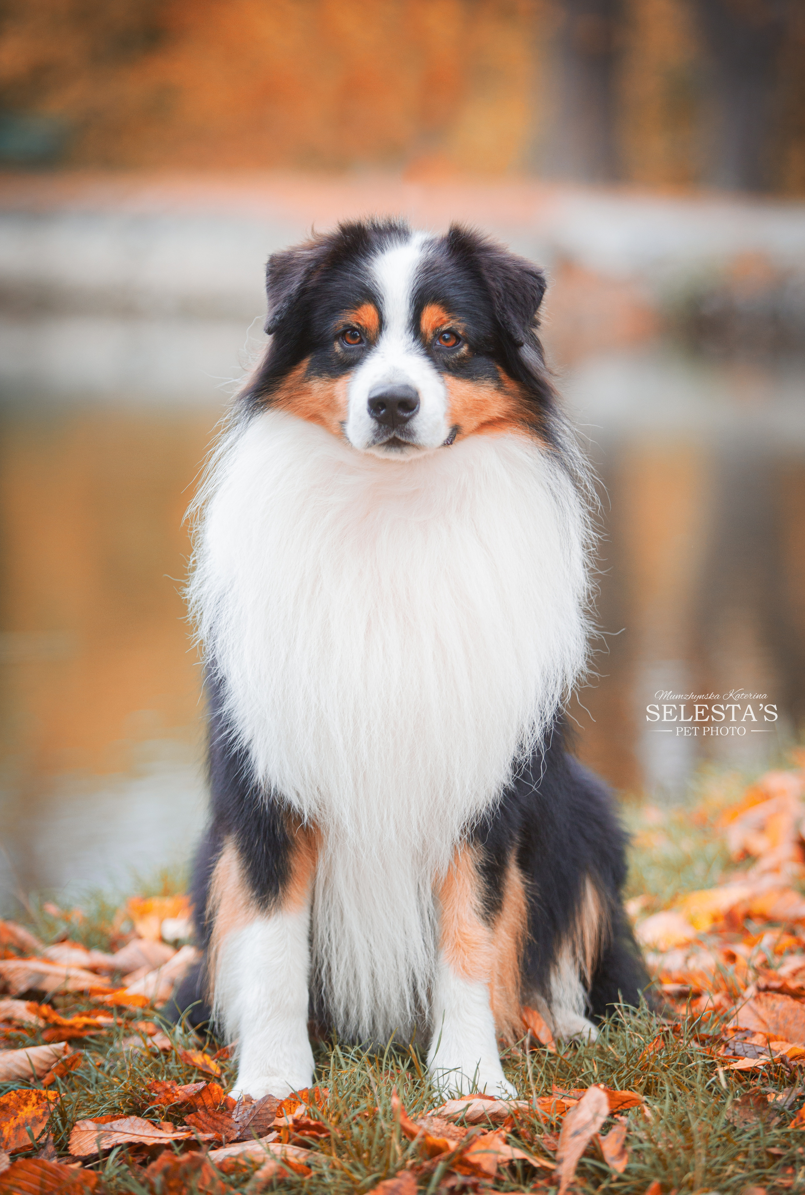 Dogs. Pets and people photographer Kateryna Mumzhynska