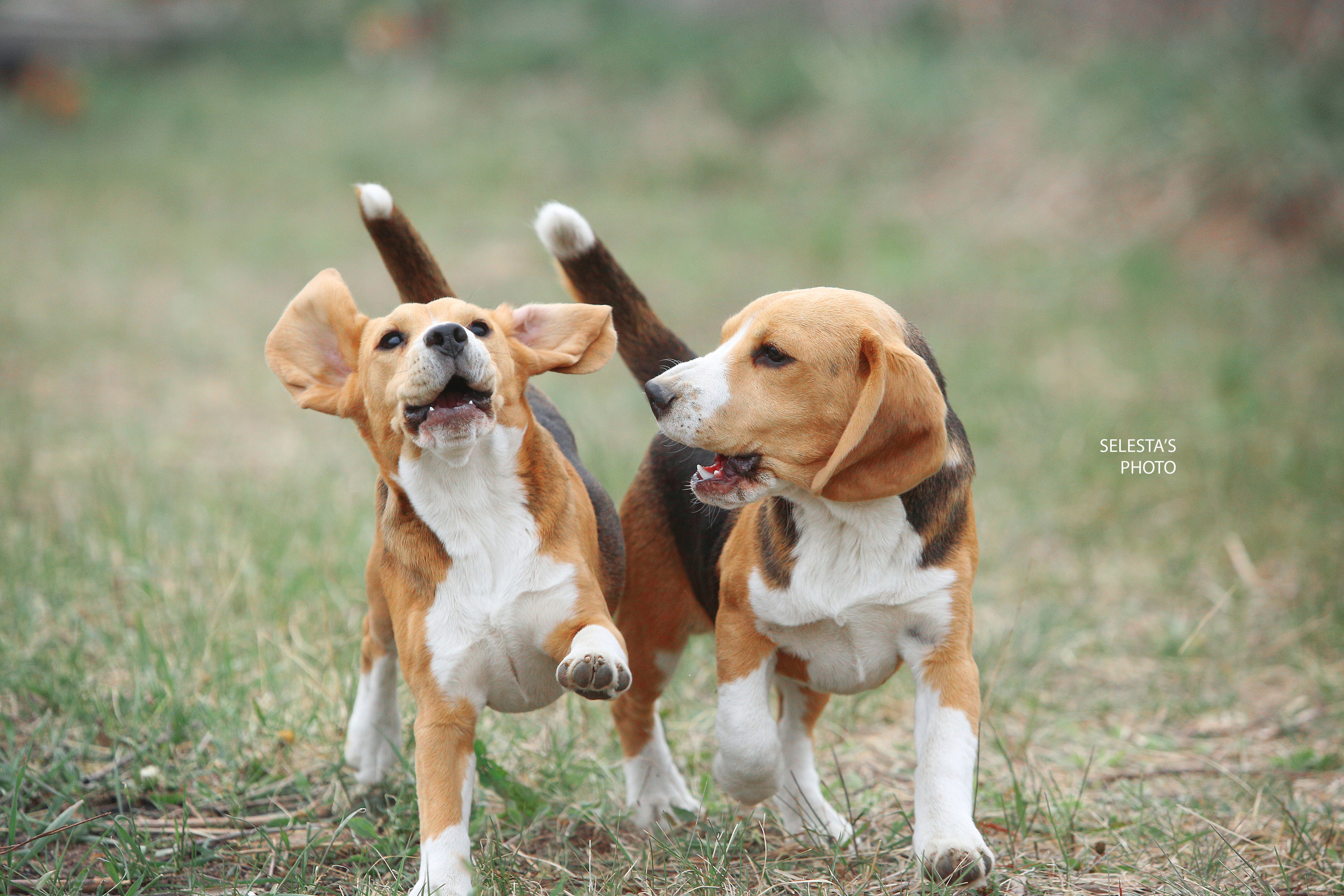 Motion. Pets and people photographer Kateryna Mumzhynska