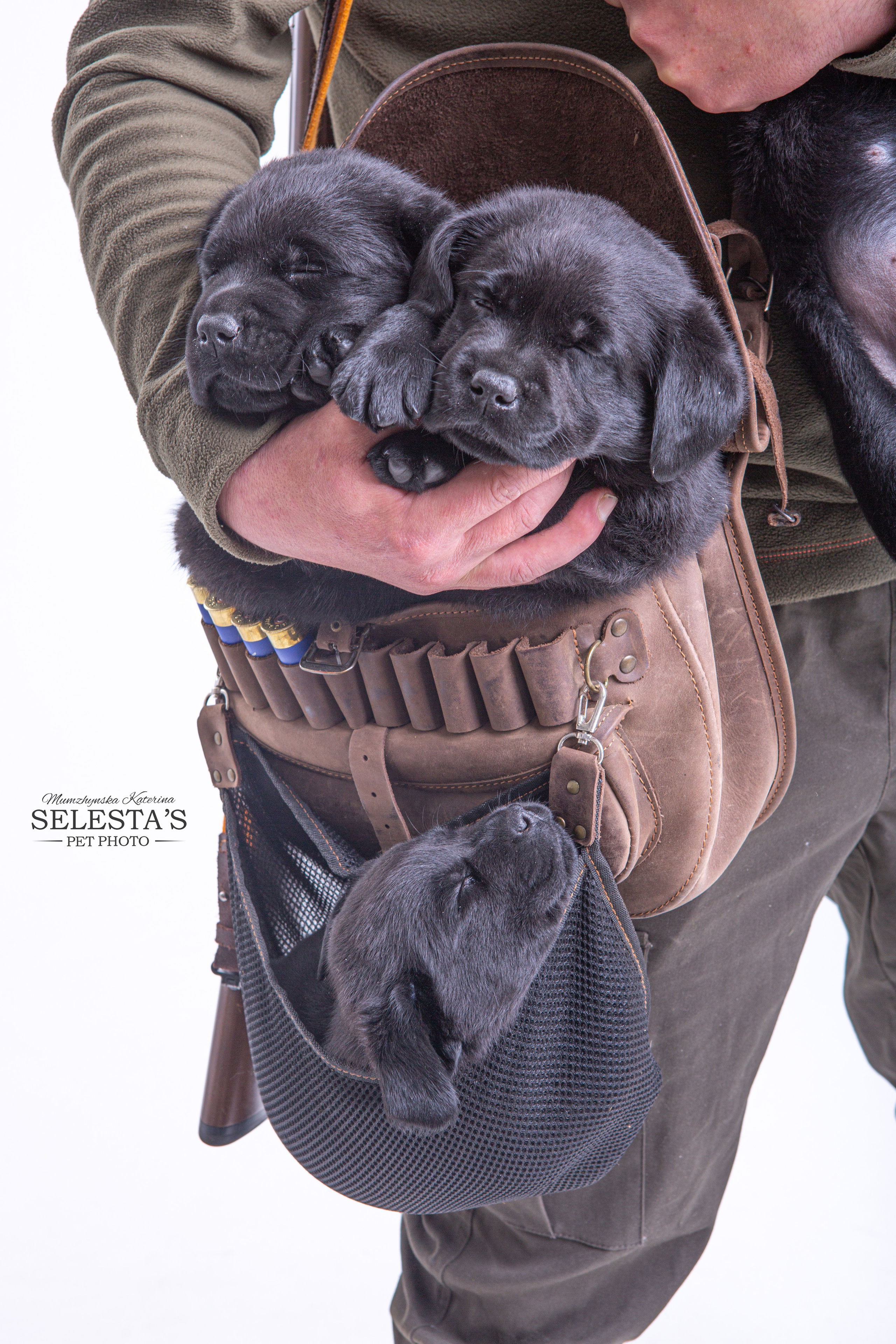 Pupies. Pets and people photographer Kateryna Mumzhynska