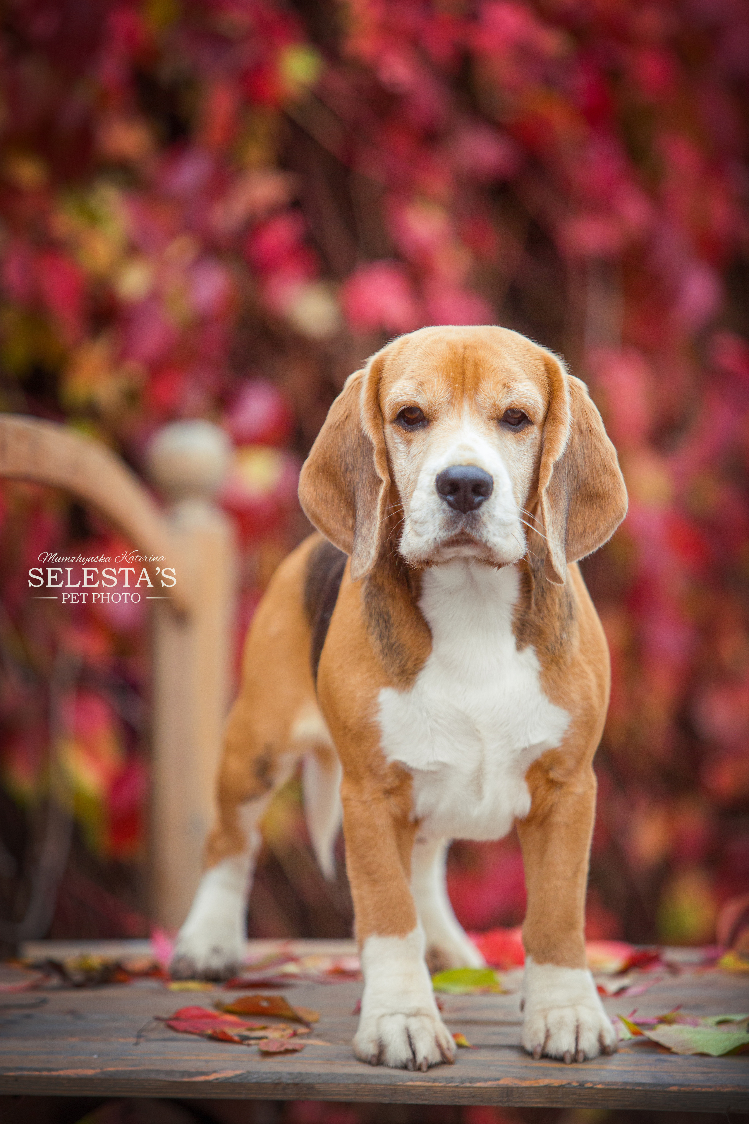 Dogs. Pets and people photographer Kateryna Mumzhynska
