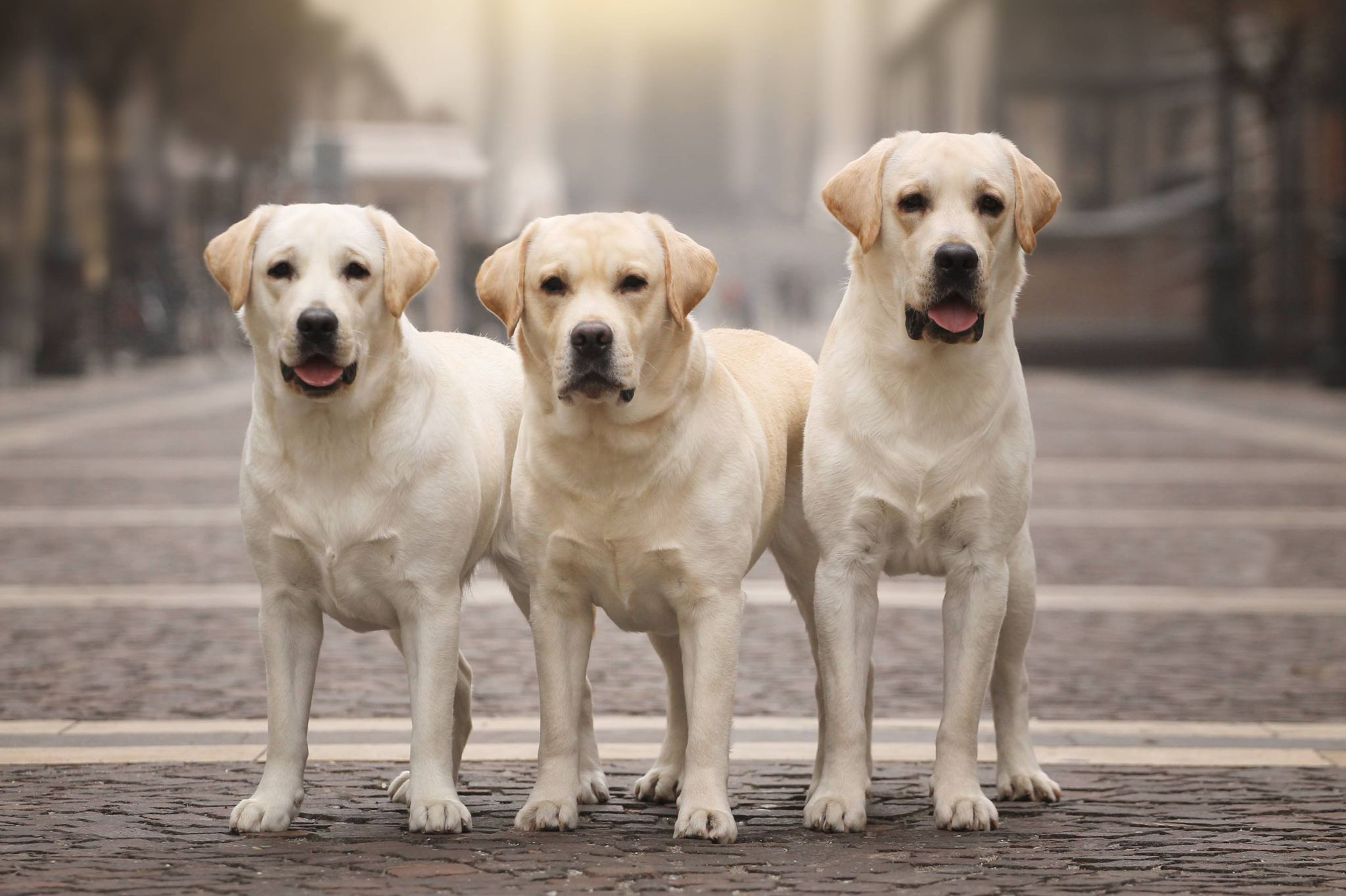Dogs. Pets and people photographer Kateryna Mumzhynska