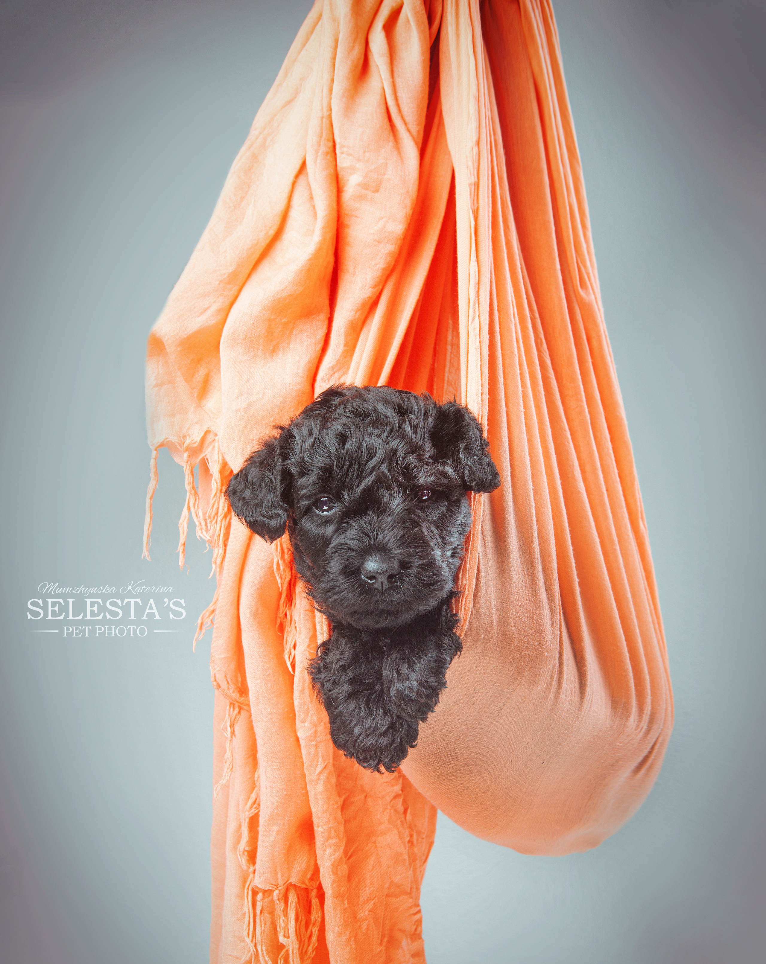 Pupies. Pets and people photographer Kateryna Mumzhynska