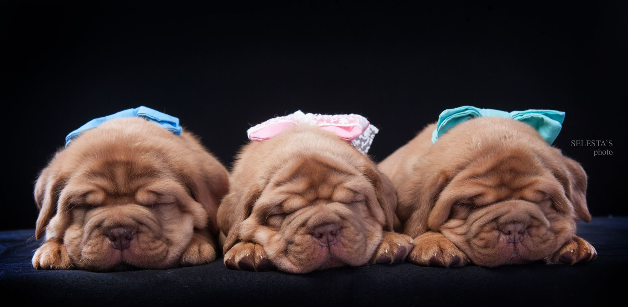 Pupies. Pets and people photographer Kateryna Mumzhynska