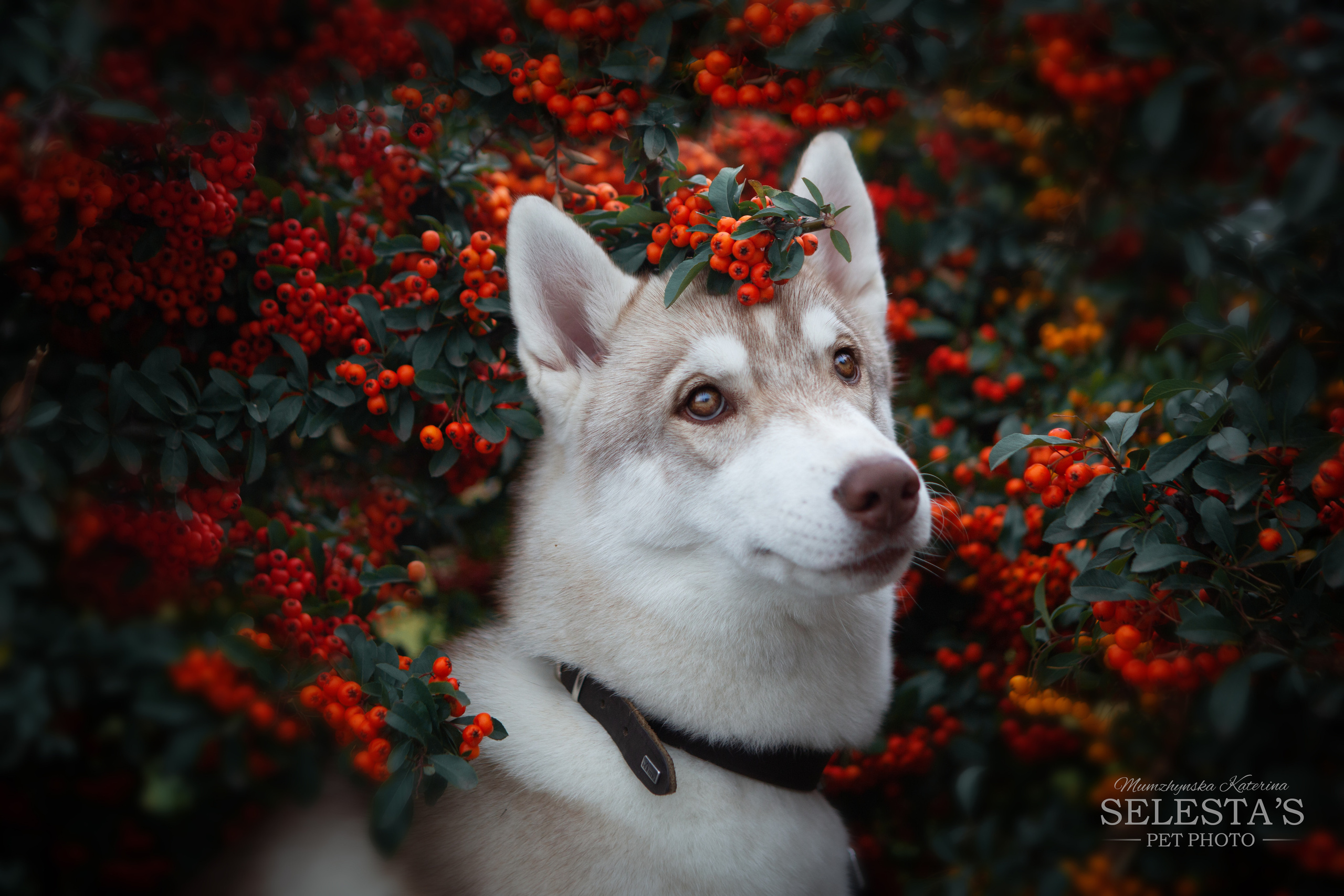 Dogs. Pets and people photographer Kateryna Mumzhynska