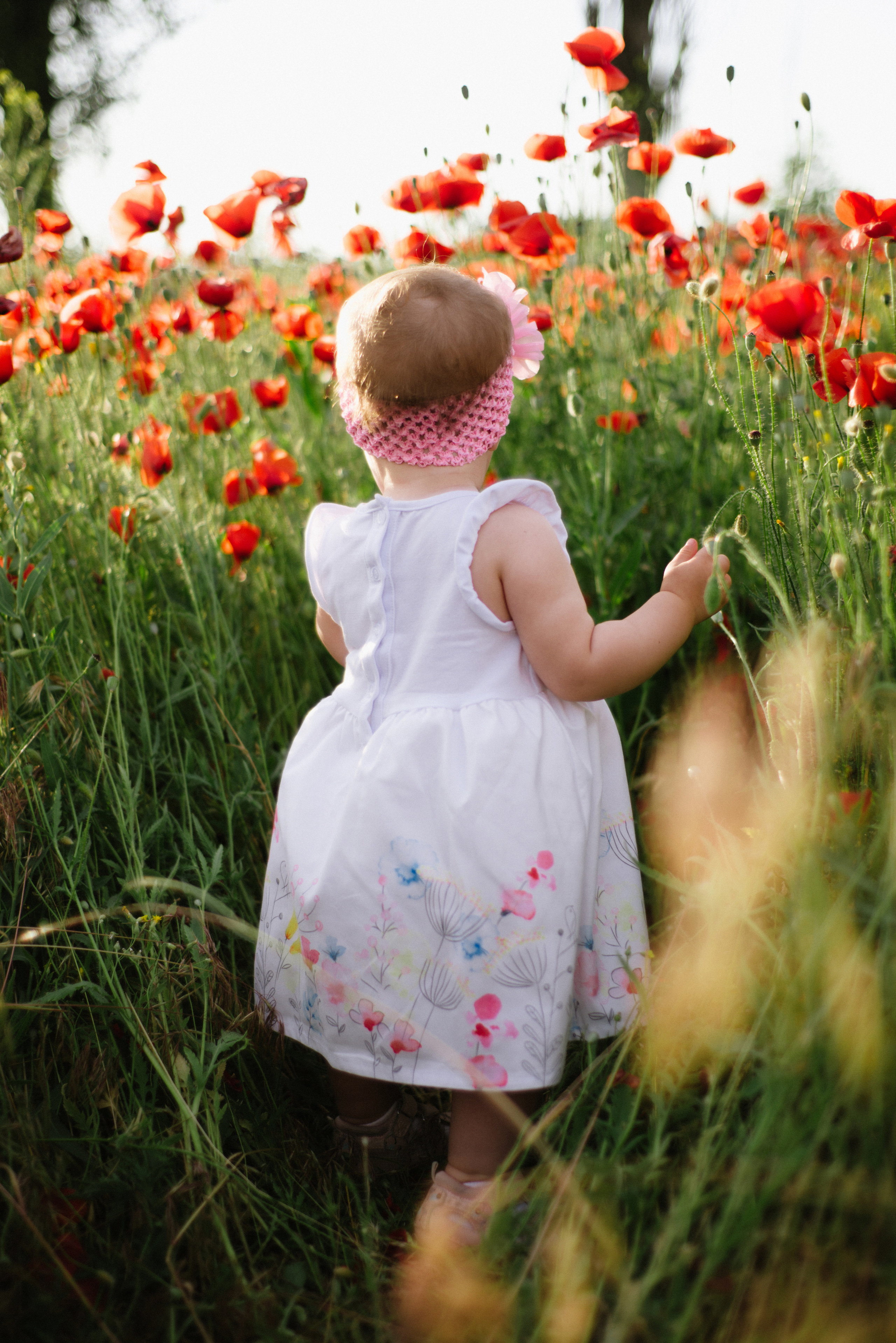 Poppy story. FOTOGRAF Ryzhykova Valentyna Kraków Polska