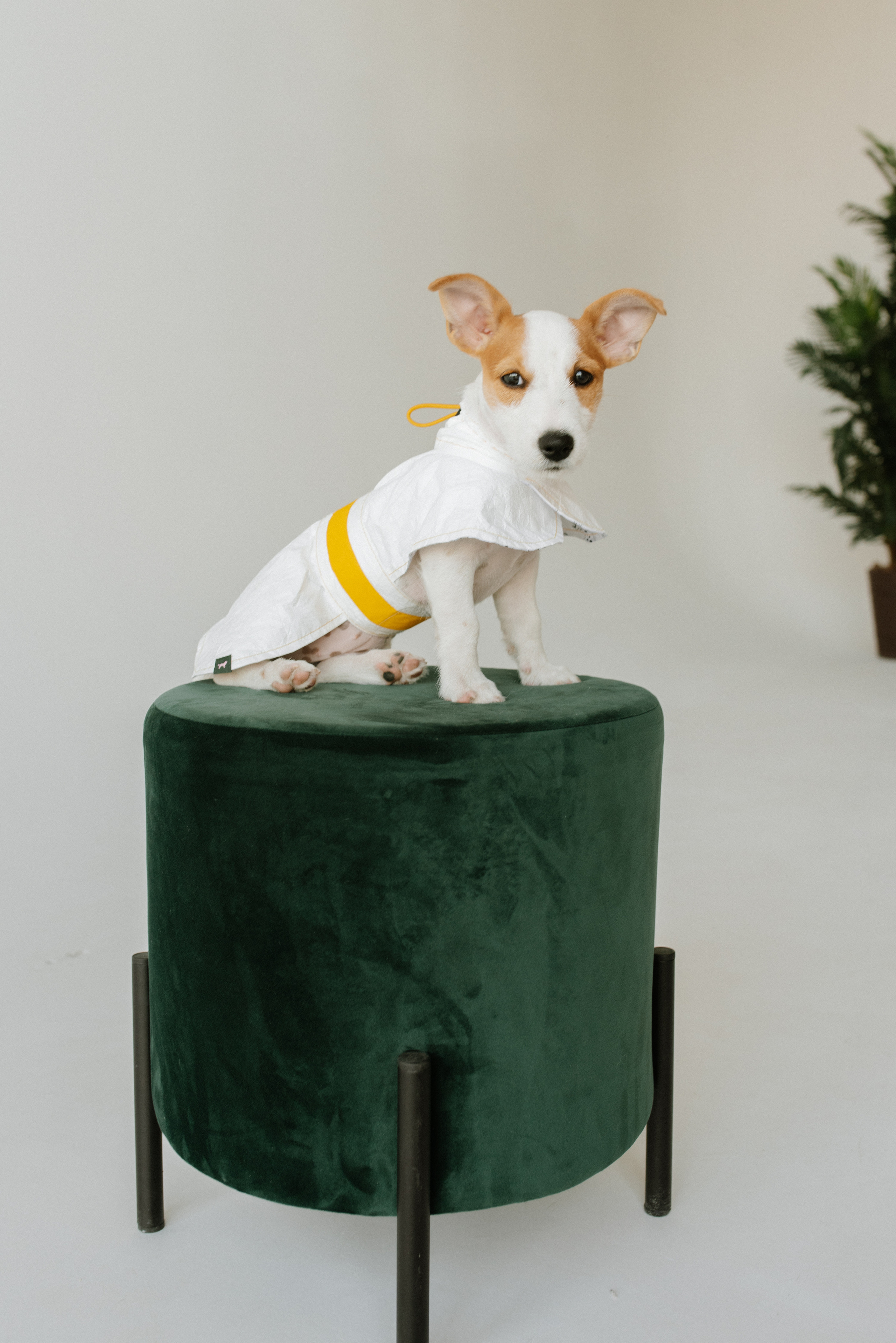 Petitemo.official. FOTOGRAF Ryzhykova Valentyna Kraków Polska