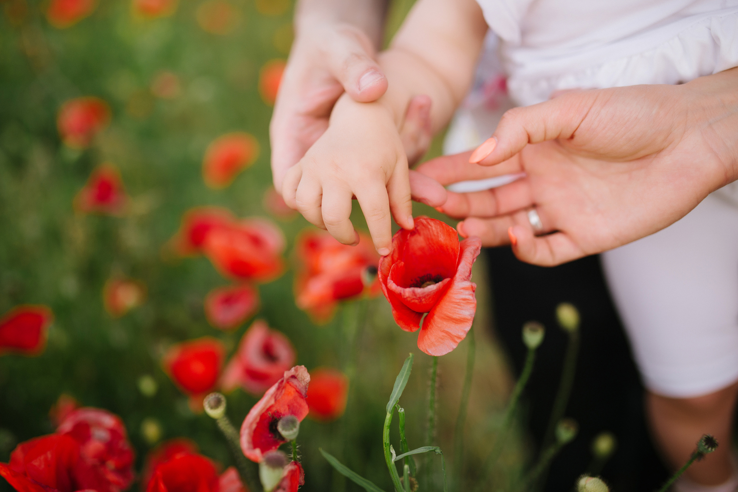 Poppy story. FOTOGRAF Ryzhykova Valentyna Kraków Polska