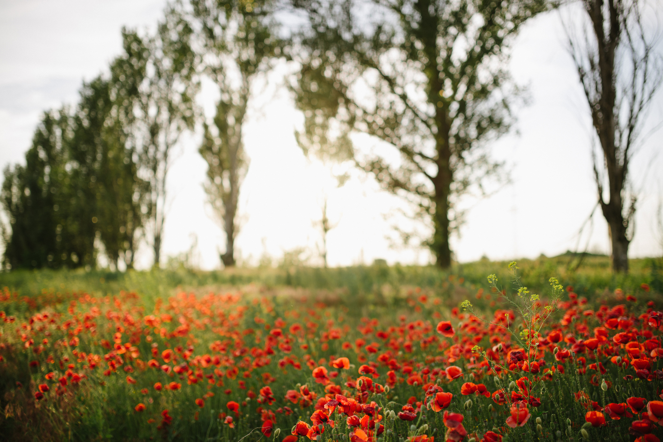 Poppy story. FOTOGRAF Ryzhykova Valentyna Kraków Polska