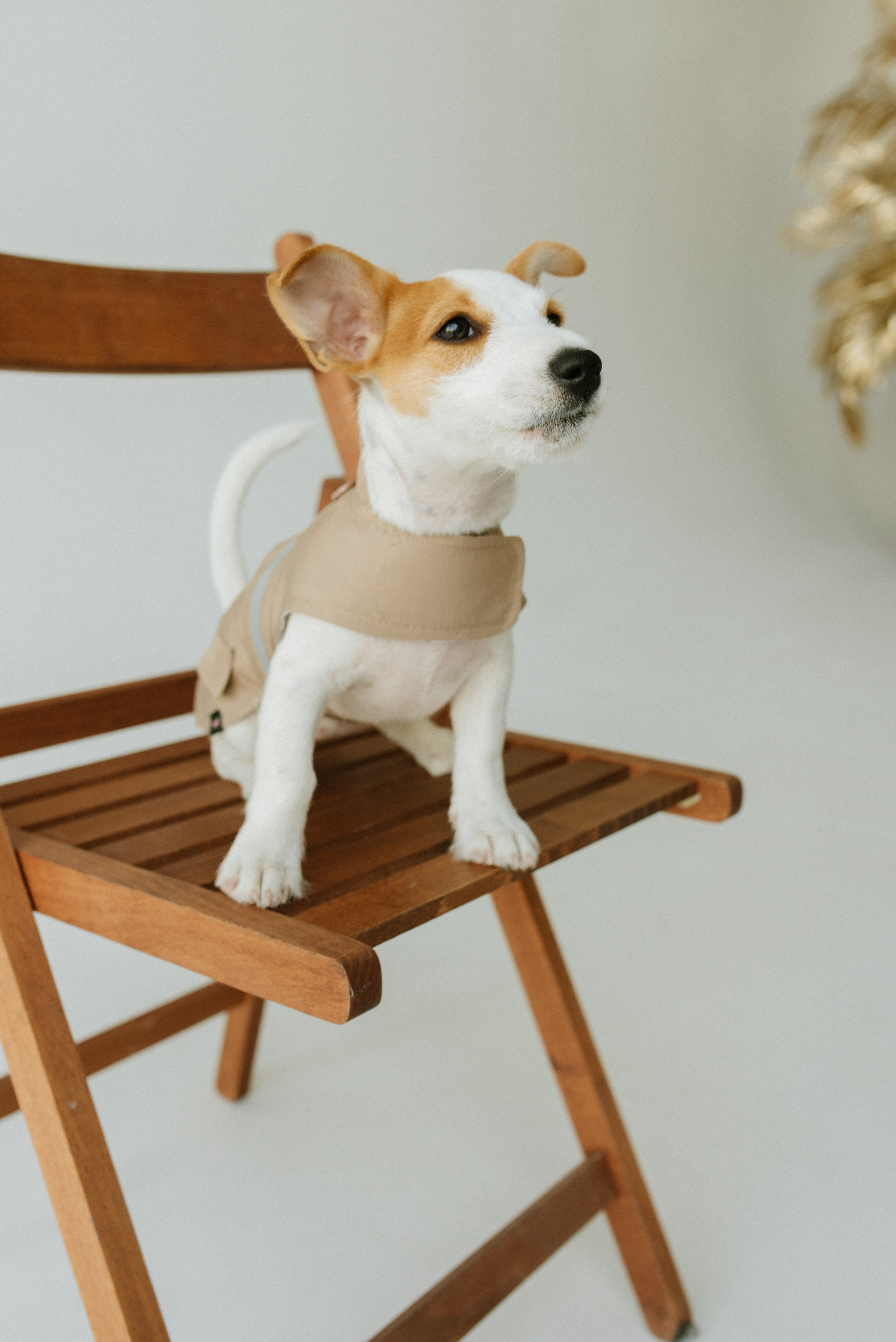 Petitemo.official. FOTOGRAF Ryzhykova Valentyna Kraków Polska