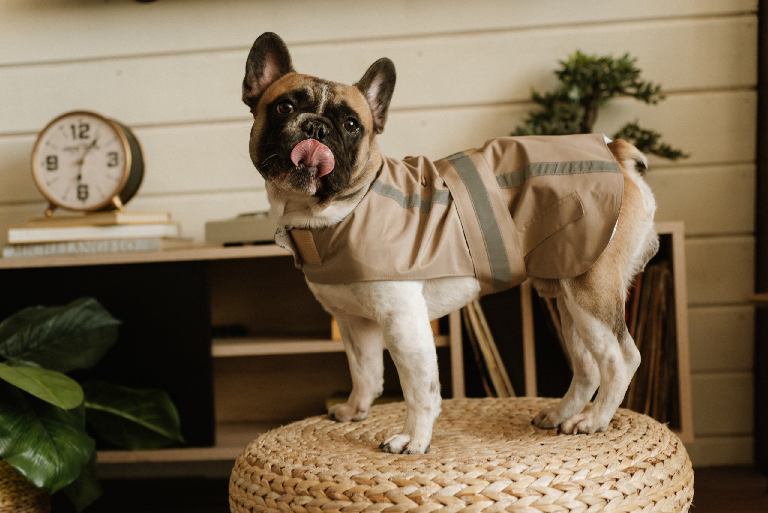 Petitemo.official. FOTOGRAF Ryzhykova Valentyna Kraków Polska