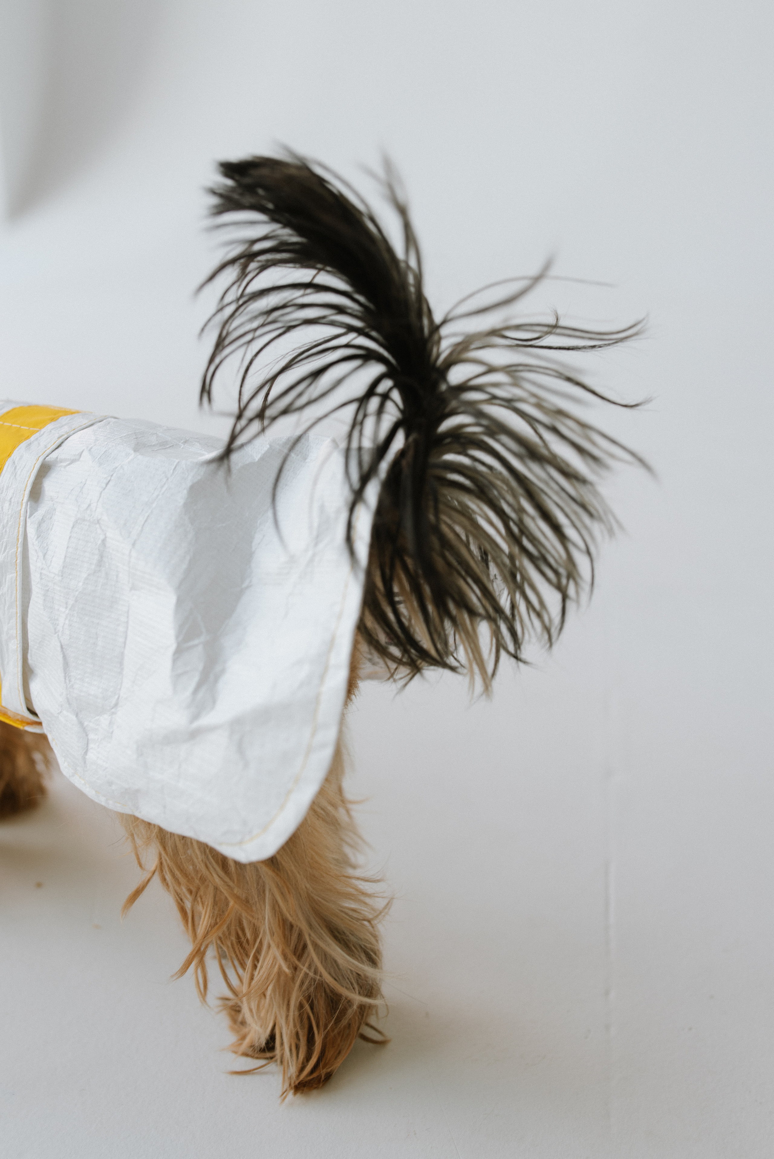 Petitemo.official. FOTOGRAF Ryzhykova Valentyna Kraków Polska